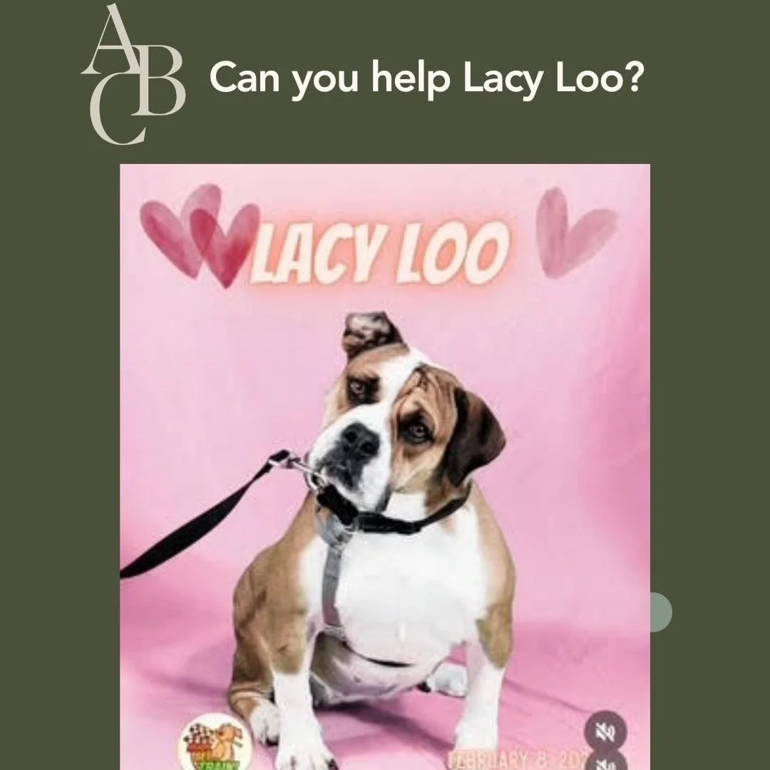 Lacy Loo is a 3 yr old Beabull. She works with a positive reinforcement trainer, and enjoys training. She sees Dr. Sackman in her behavior practice and has been doing well.  She is very sweet and affectionate. She likes going in the car and to dog-fr