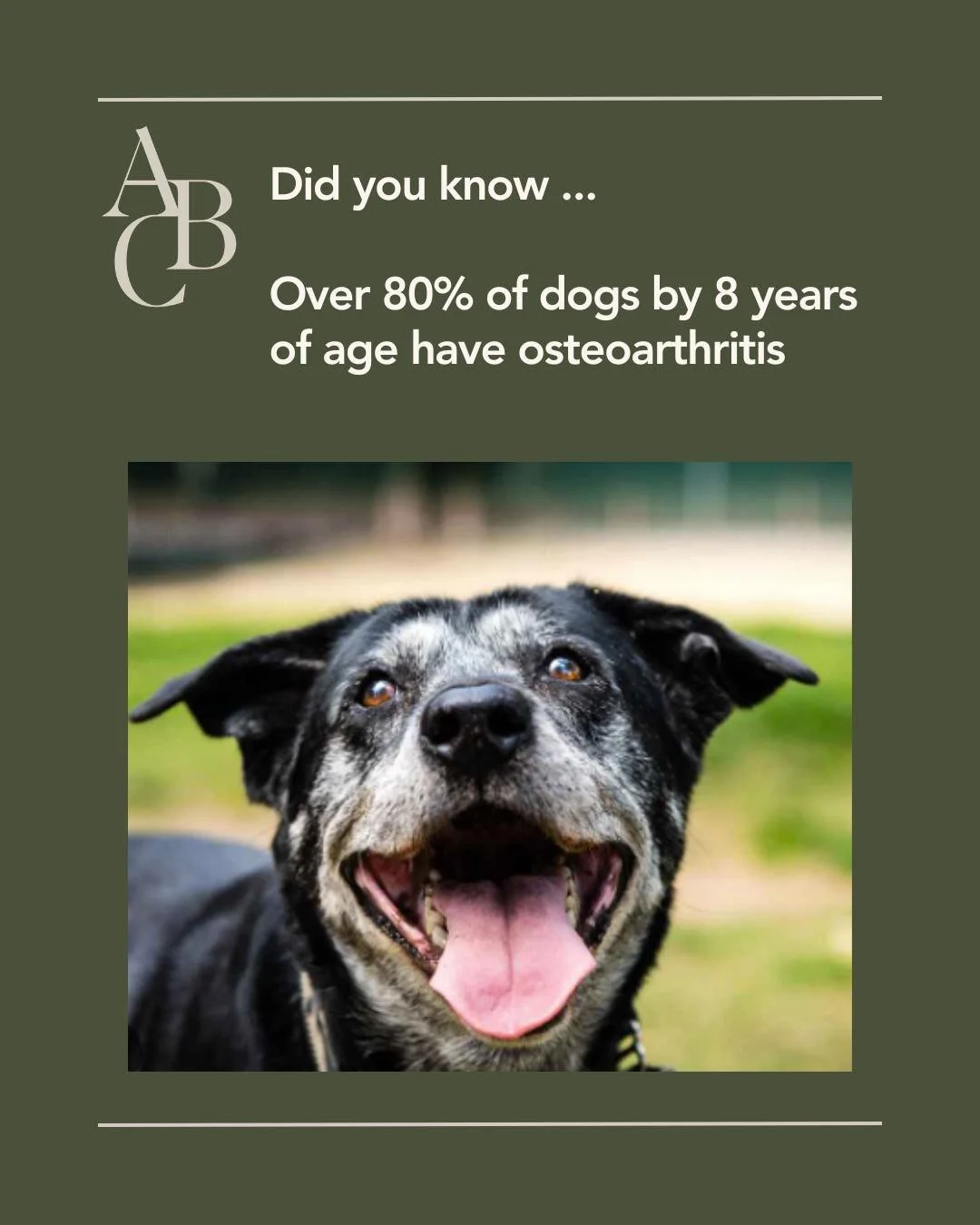 Osteoarthritis is common in older dogs (and cats). 
Dogs unlike humans will often keep on running, ball chasing and playing right through pain and stiffness;  it can be easy to think that your dog is not hurting. 
Snaps, bites and growls that occur i