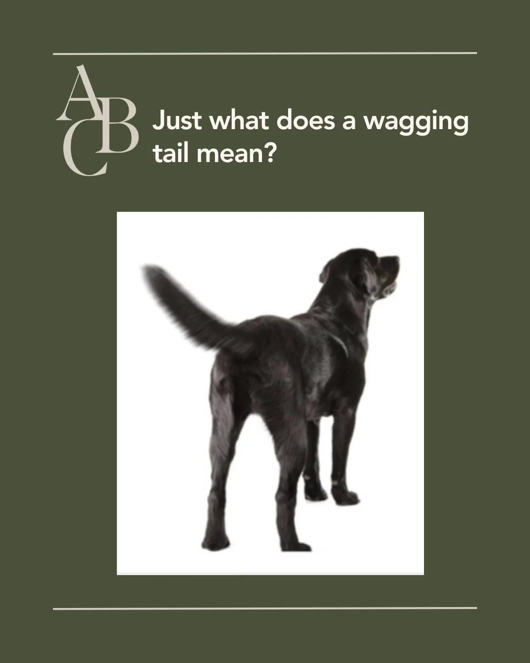A wagging tail is a dog's indication of arousal/excitement. 
It&rsquo;s often assumed to indicate that a dog is welcoming and interested in interacting. However, dogs also wag their tails when they are anxious, agitated, or angry and aroused. To real