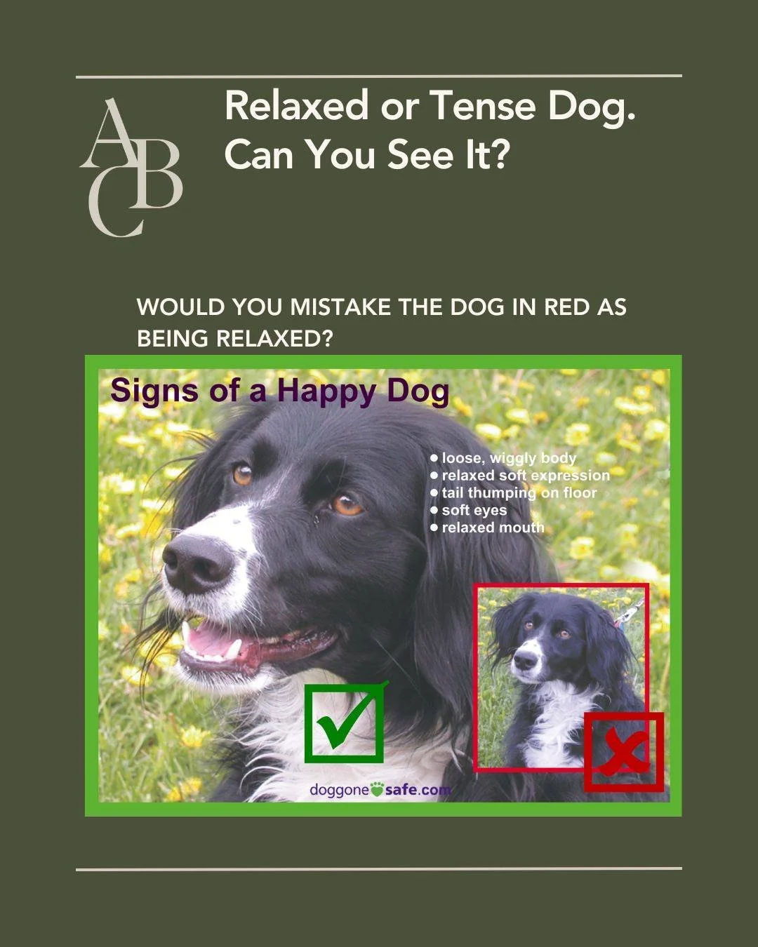 Whoa! Can you spot it? 
It can sometimes be challenging to see the tension in a dog's face indicating they are not entirely comfortable with the situation. Test yourself! Do you see the dog in red has more face tension, including the obvious closed m