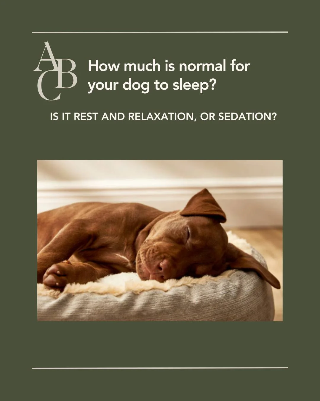 Do daily anti-anxiety medications cause sedation?
Many of my clients come to see me for help with their fearful anxious dog who has been spending literally hours a day barking at passersby at doors, windows and fence lines - or in an emotional hyper 