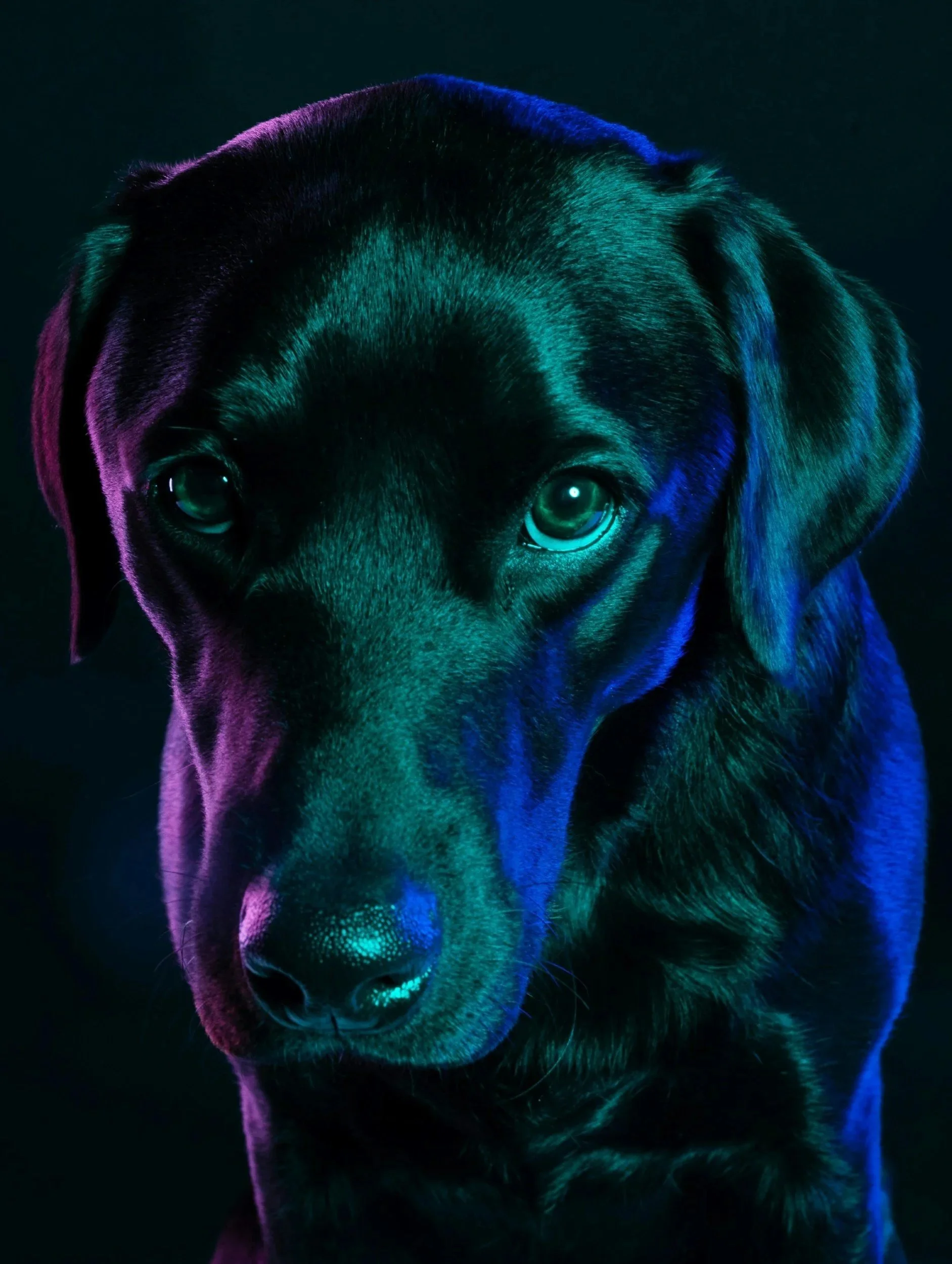 Black Labrador Retriever with neon blue and purple lighting in a dark background