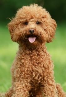 A brown curly-haired dog, possibly a poodle or poodle mix, sitting outdoors on grass.