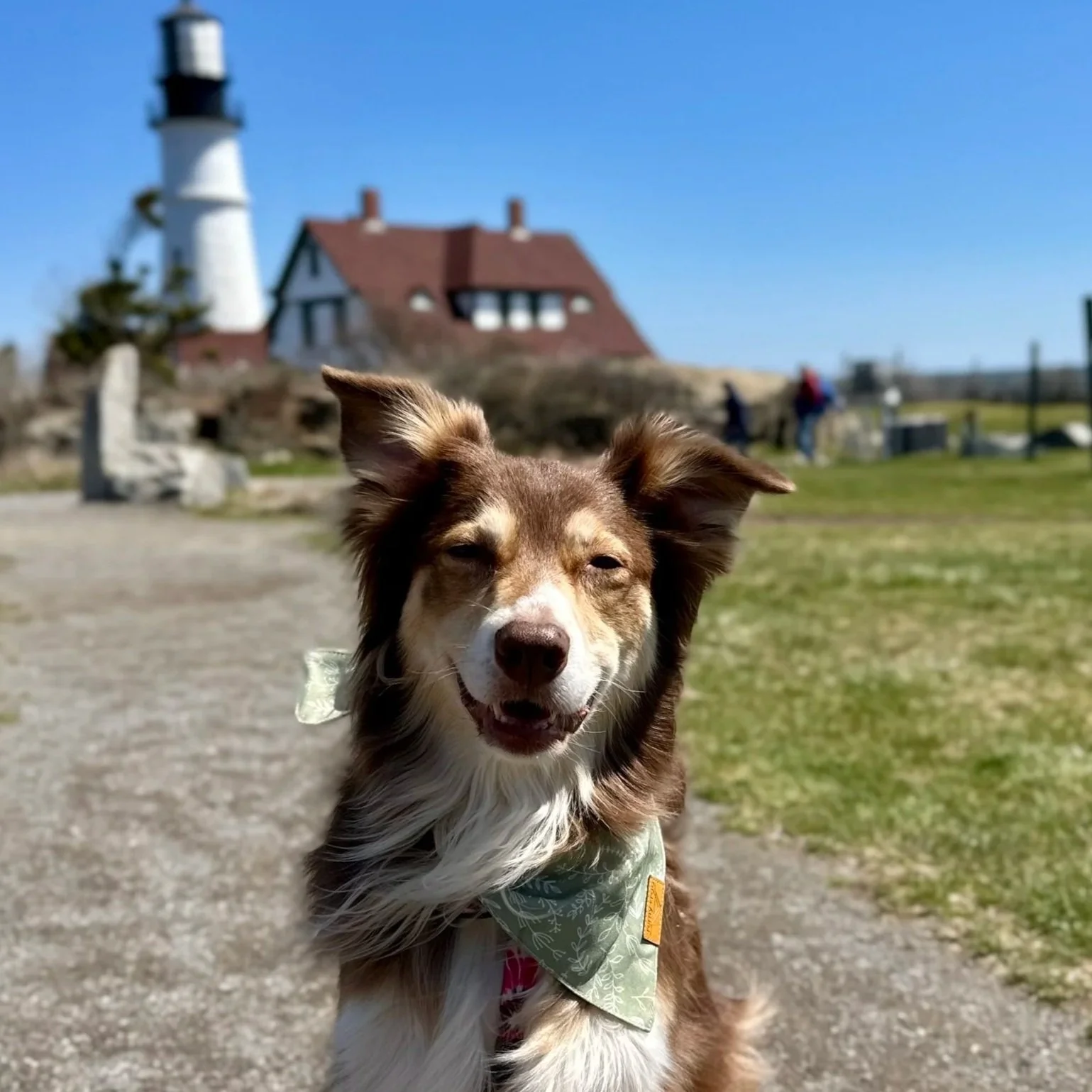 Dog sitting at a gaming desk with pink headphones on, in front of a computer monitor, with a pink and white gaming chair, and various gaming accessories and decorations around.