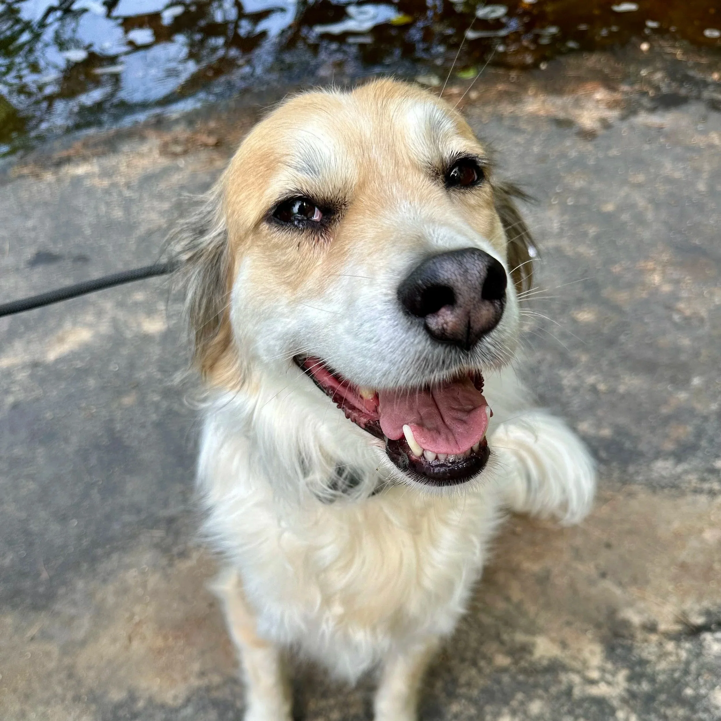 A happy, tan and white dog lying on a blanket with red, green, white, and blue patterns, inside a room with light blue wooden walls and framed photos in the background.