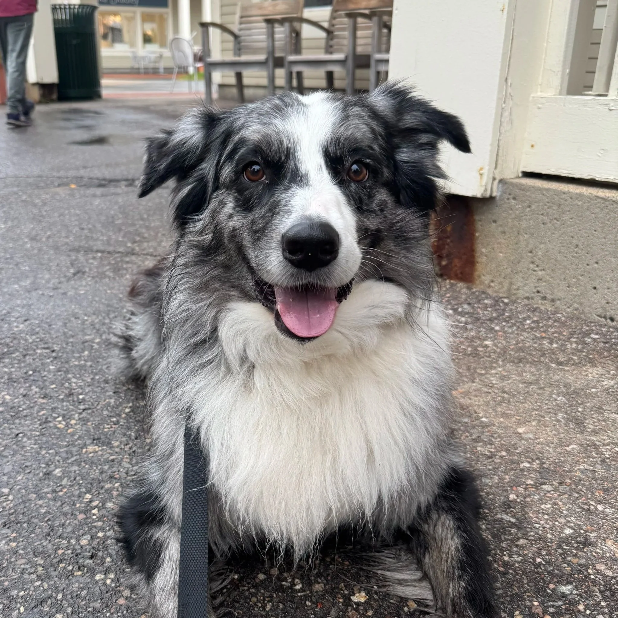 Close-up of a happy dog with a merle coat, pink tongue hanging out, and bright eyes, outdoors on grass.
