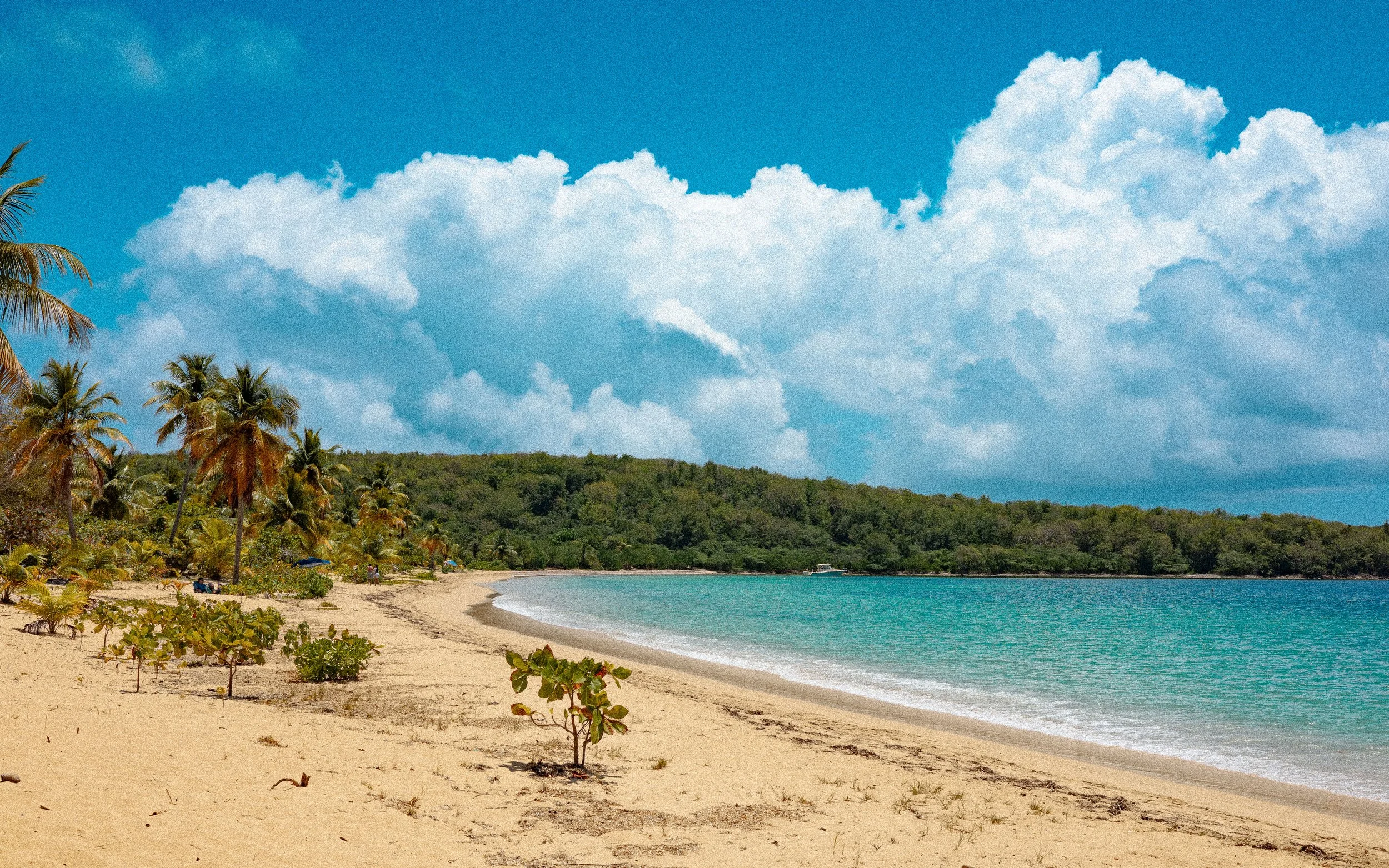 Vieques-2.jpg