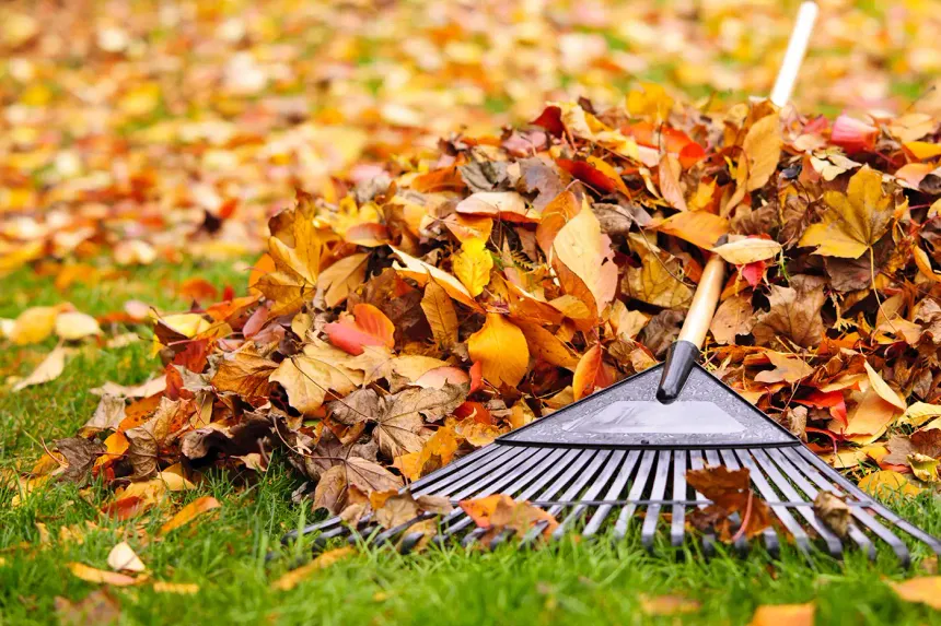 A rake with a long handle lying on a lawn surrounded by fallen autumn leaves.