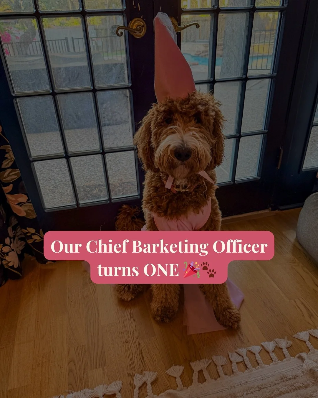 👻 Today, our Chief Barketing Officer turns ONE! 🎉🐾

I wasn&rsquo;t a dog person before Mabel. I&rsquo;m a (human) boy mom, and honestly thought adding a dog to the mix would be too much.

Turns out, she&rsquo;s been exactly what I needed.

She&rsq