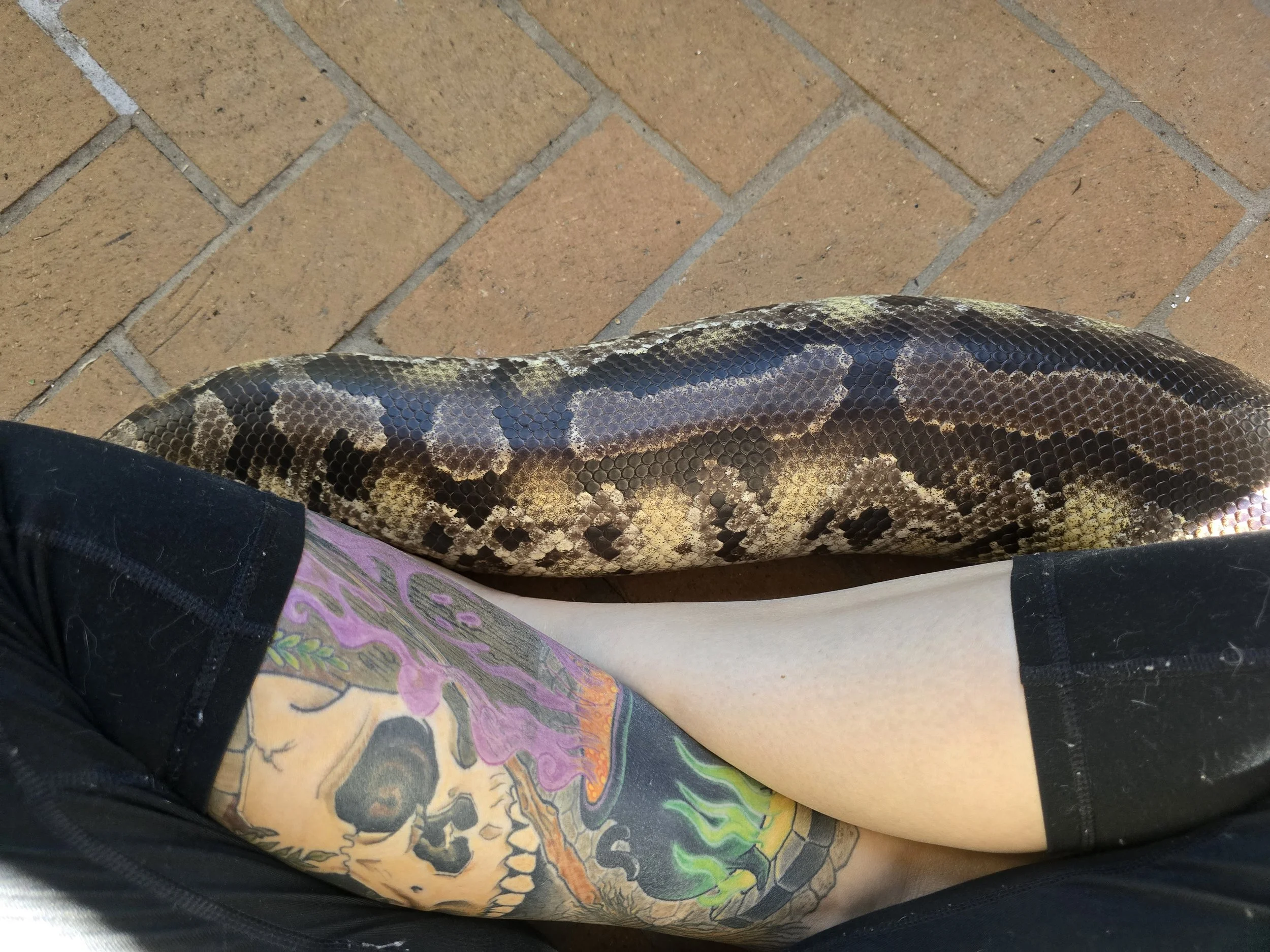 Peach- Sumatran Short-Tailed Python
