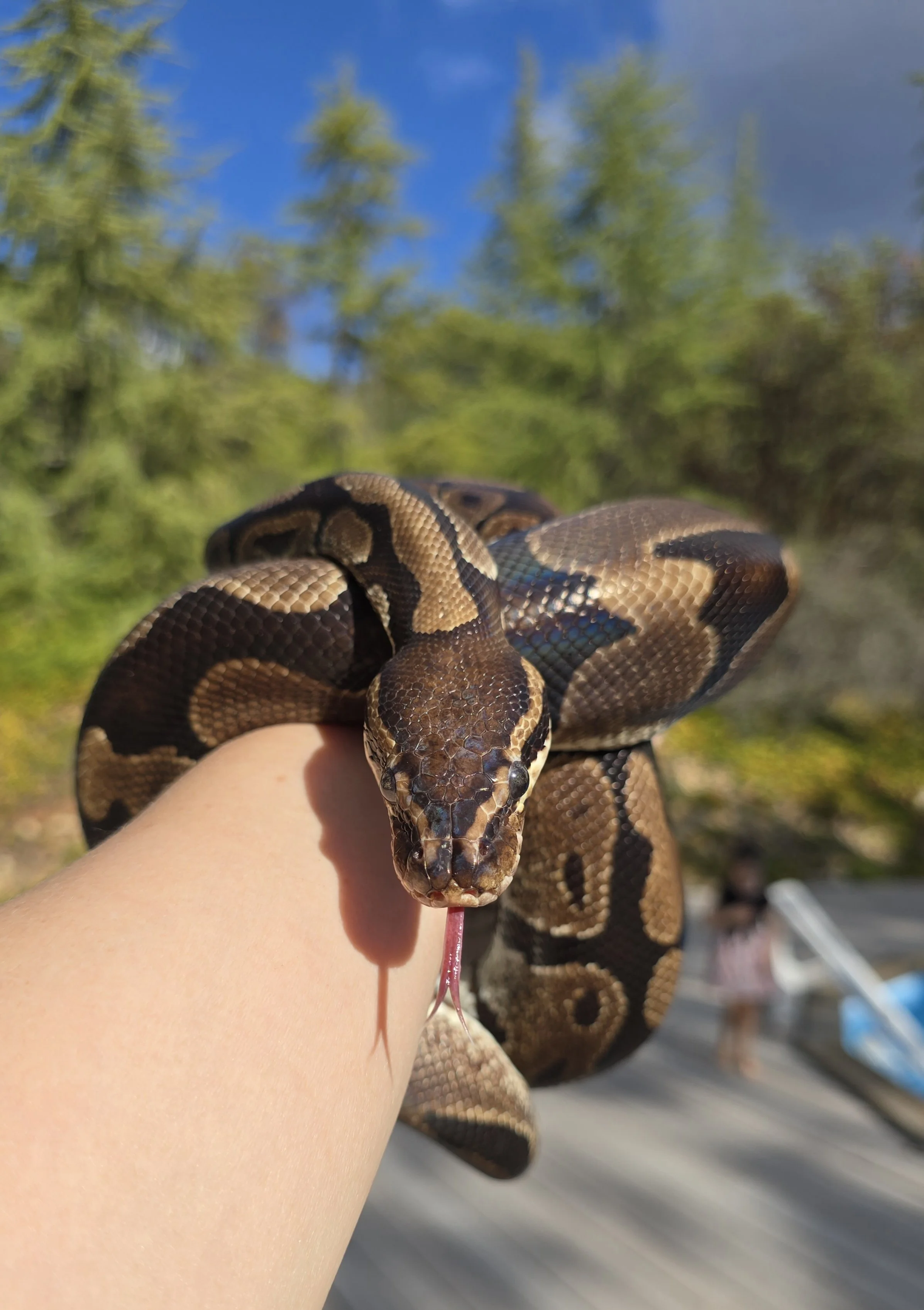Olive- Ball Python

Ambassador Animal