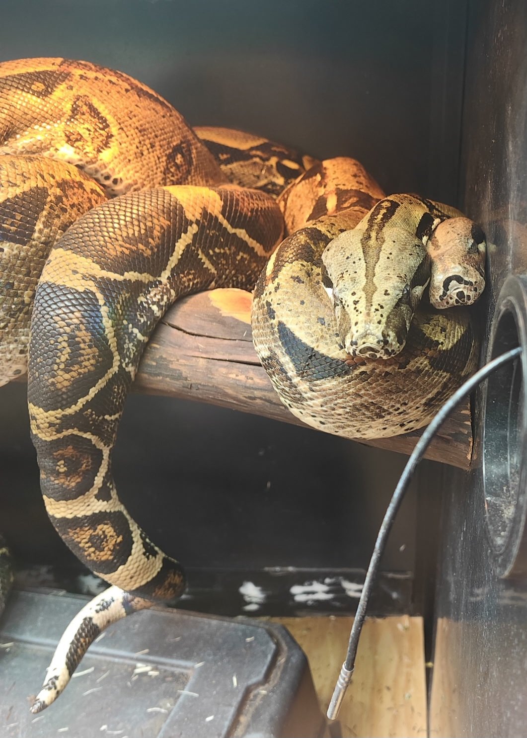 Abby & Cuddles- Boa Constrictors