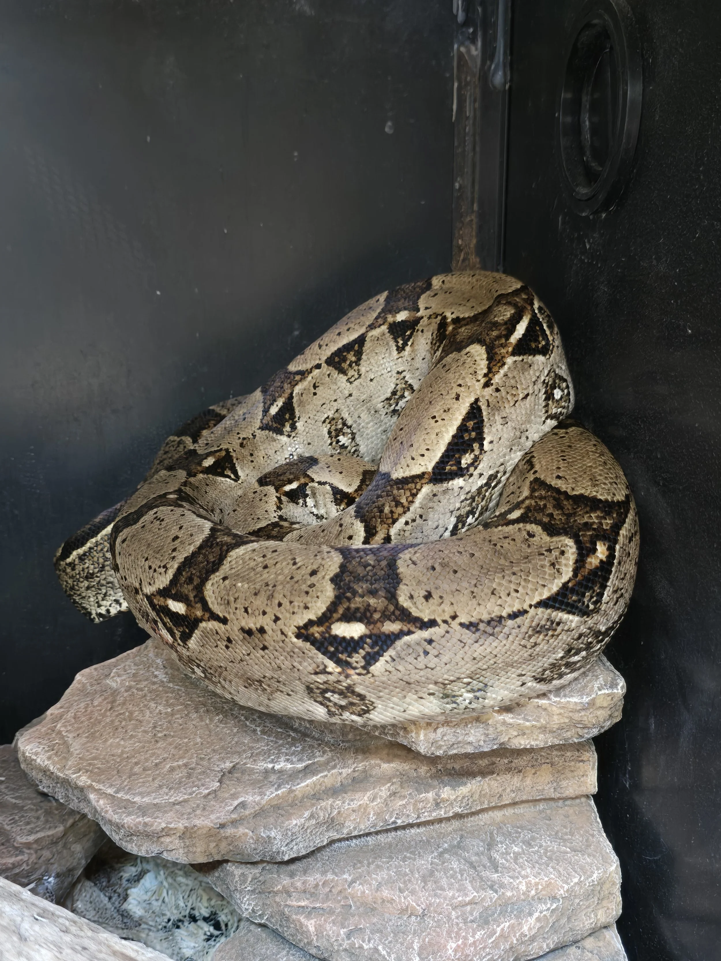 Mr Noodle- Boa Constrictor