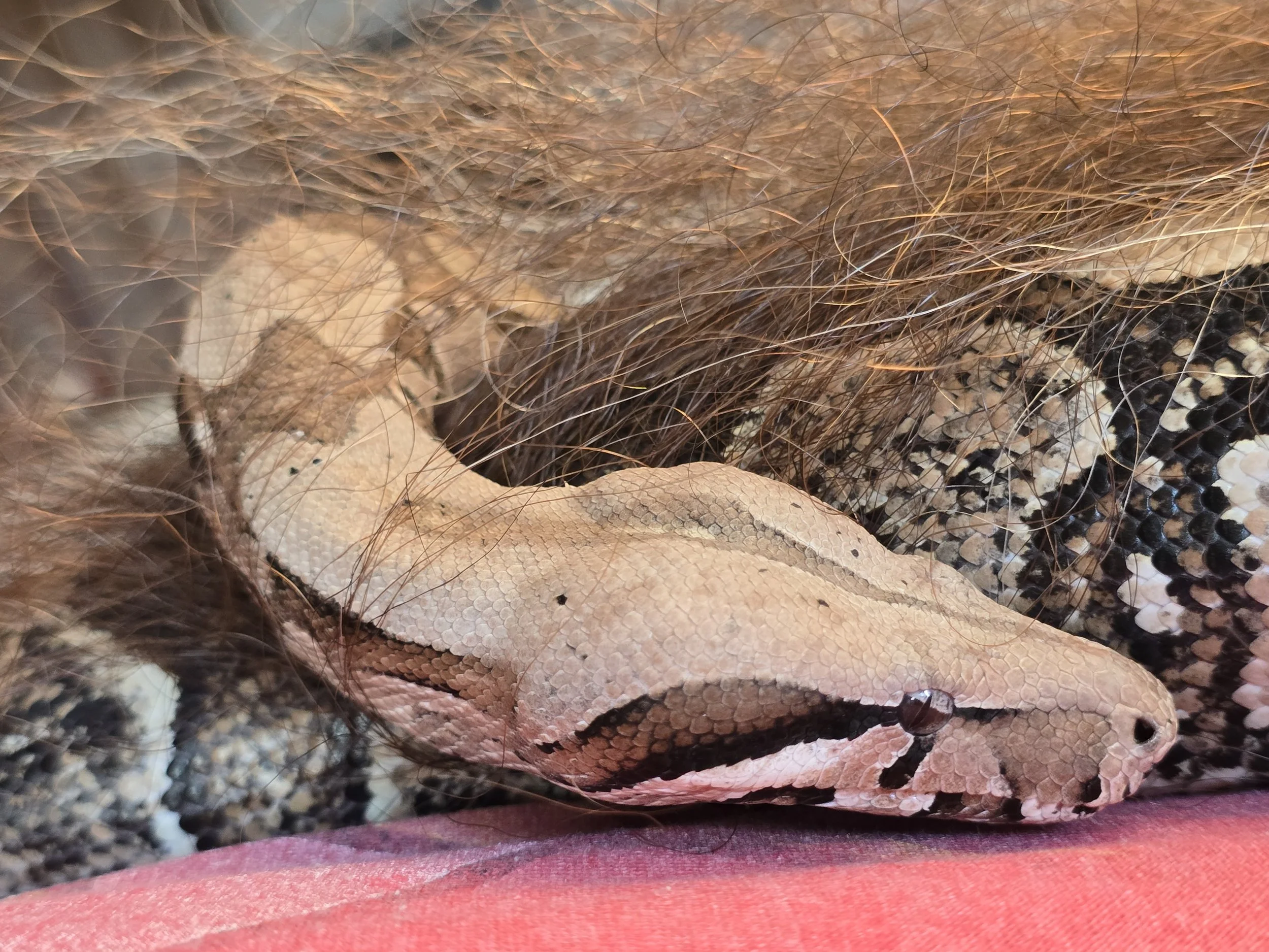 Lucky- Boa Constrictor