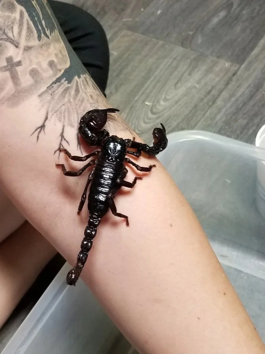 Asian Forest Scorpion