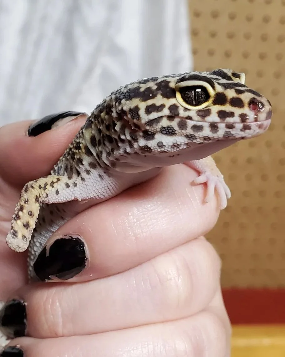 Stubby- Leopard Gecko

Ambassador Animal
