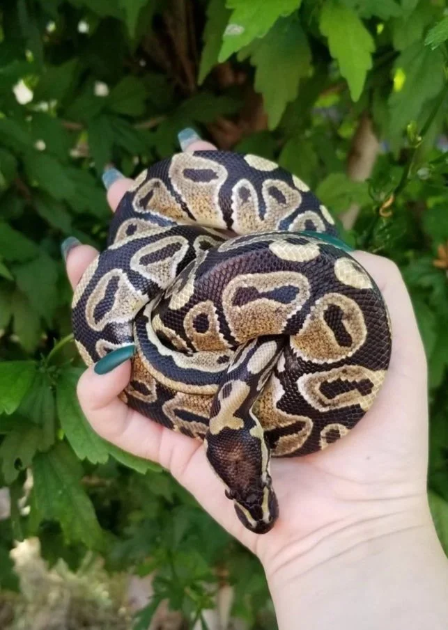 Ball Python- Adopted!