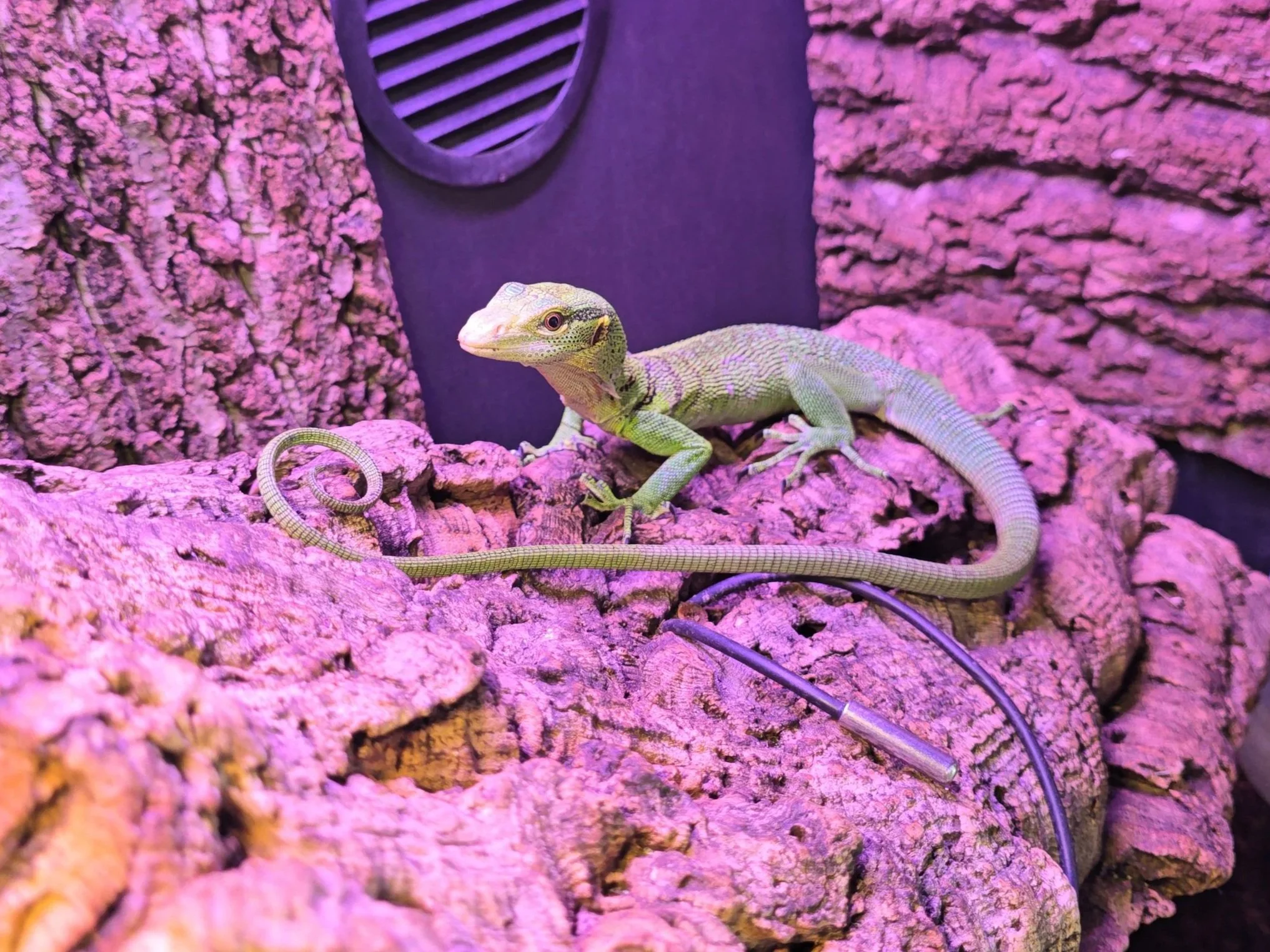 Buttercup- Green Tree Monitor