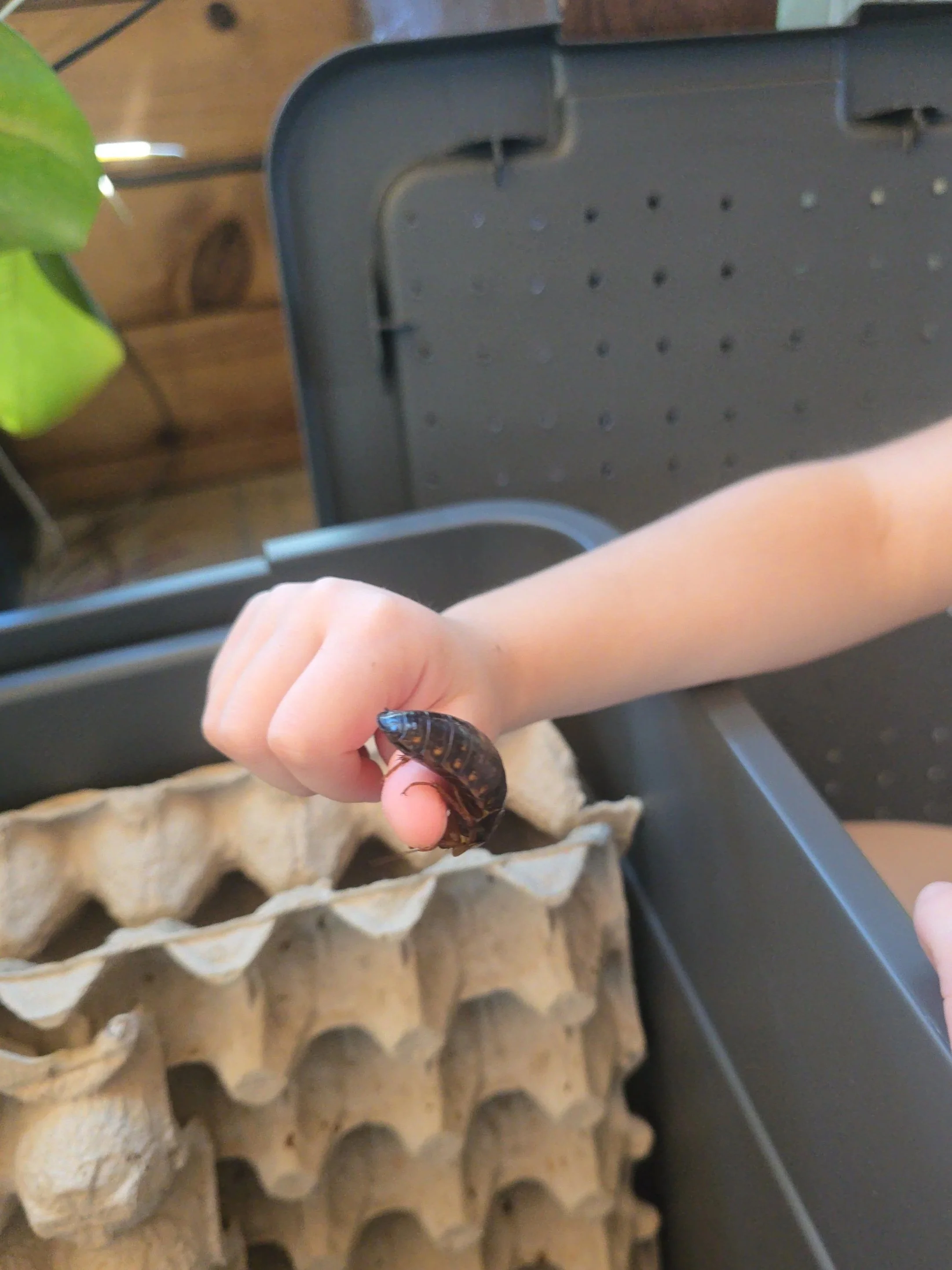 Dubia Roaches