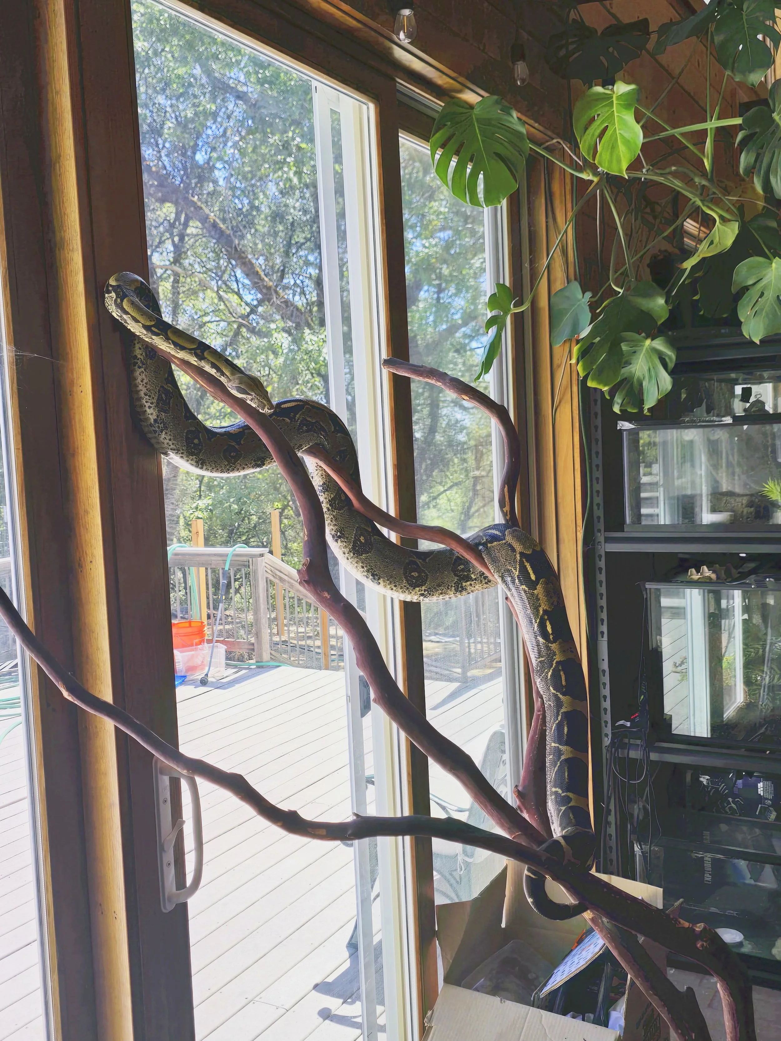 Abby- Boa Constrictor