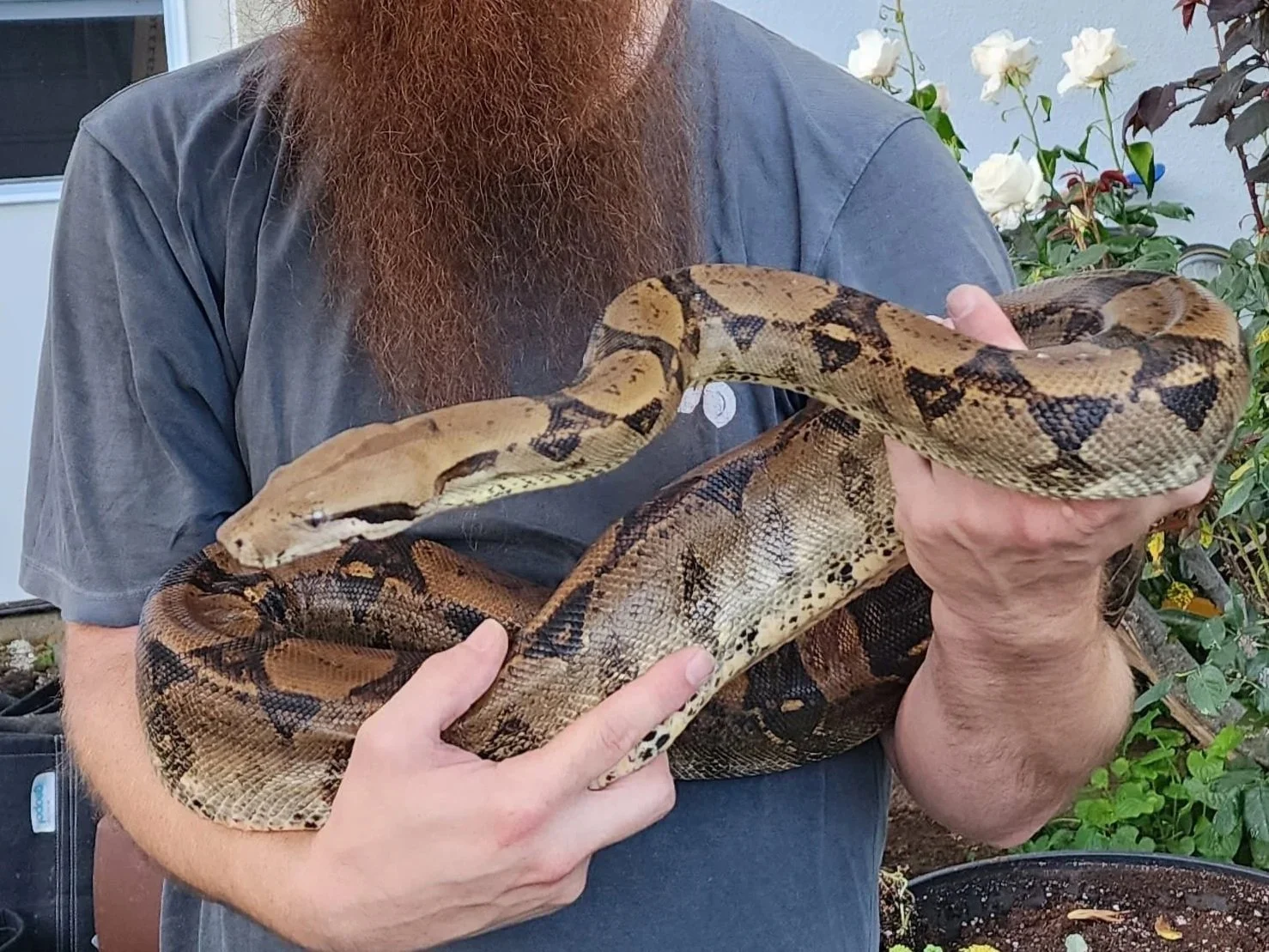 Boa Constrictor- Adopted!