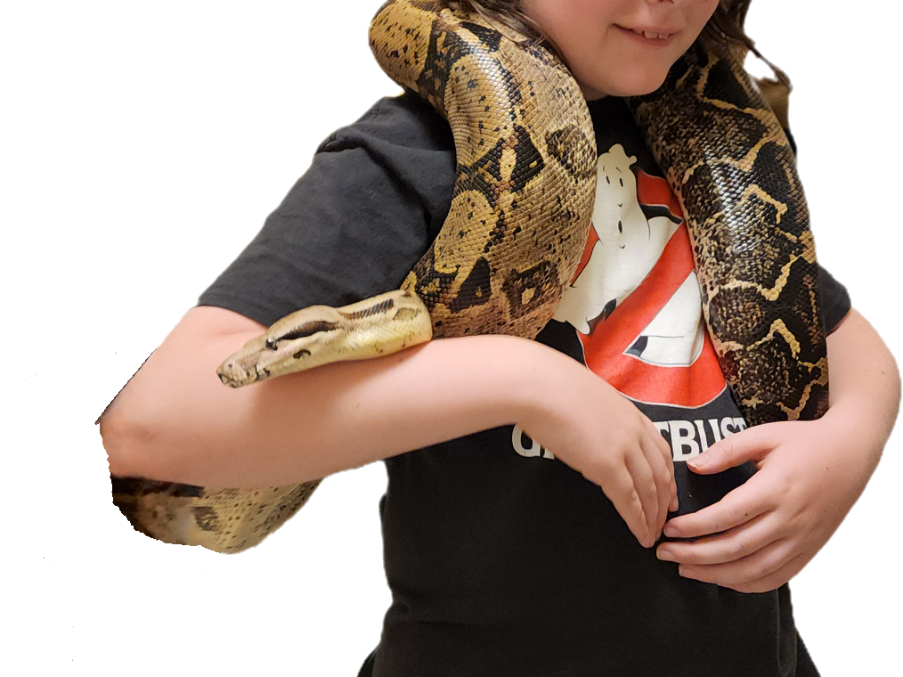 Cuddles- Boa Constrictor