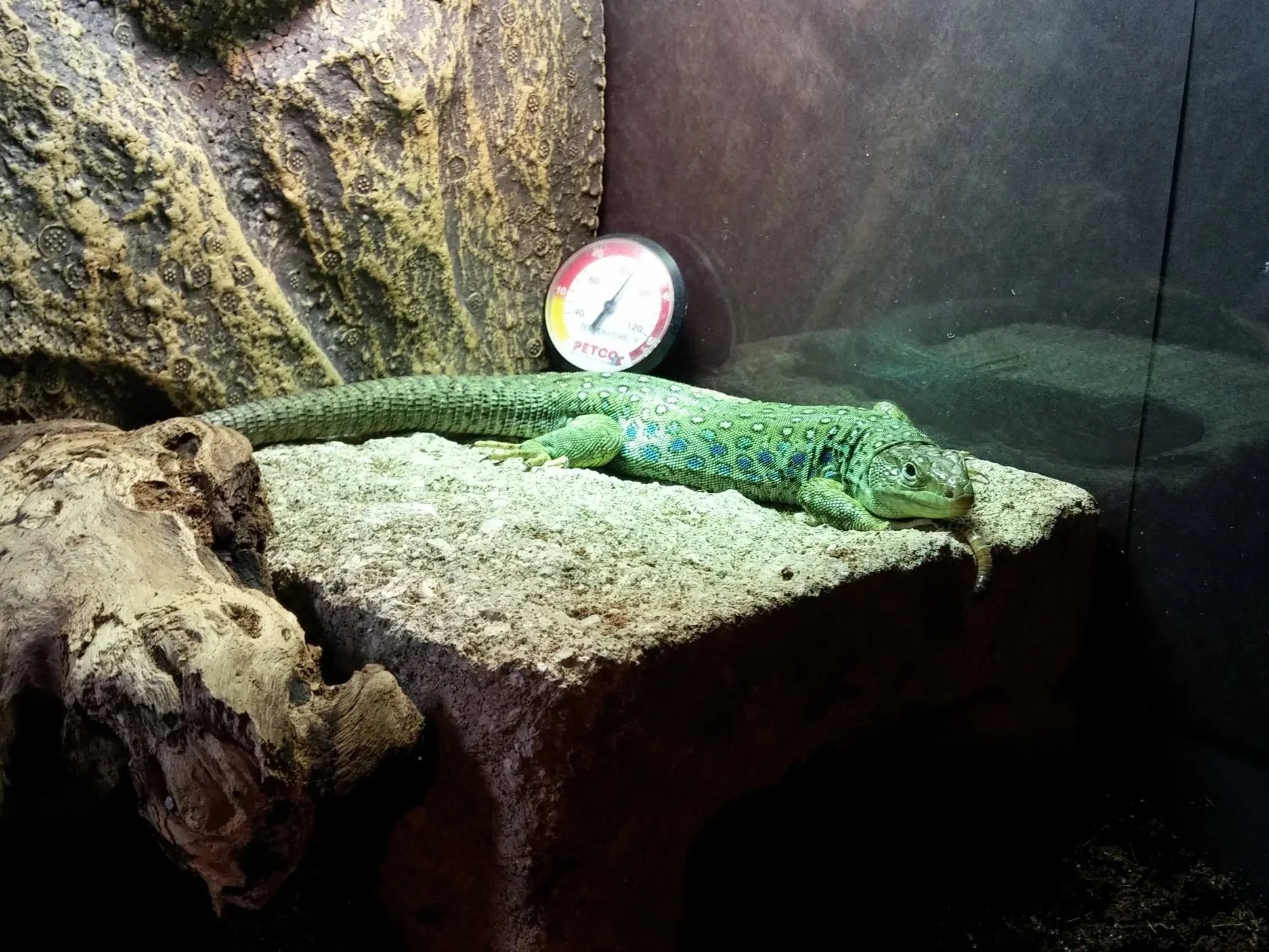 Blue- Jeweled Lacerta