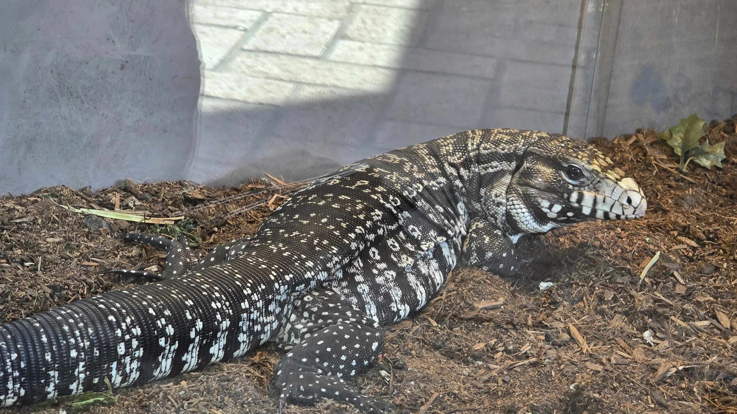 Senor- Argentine Tegu