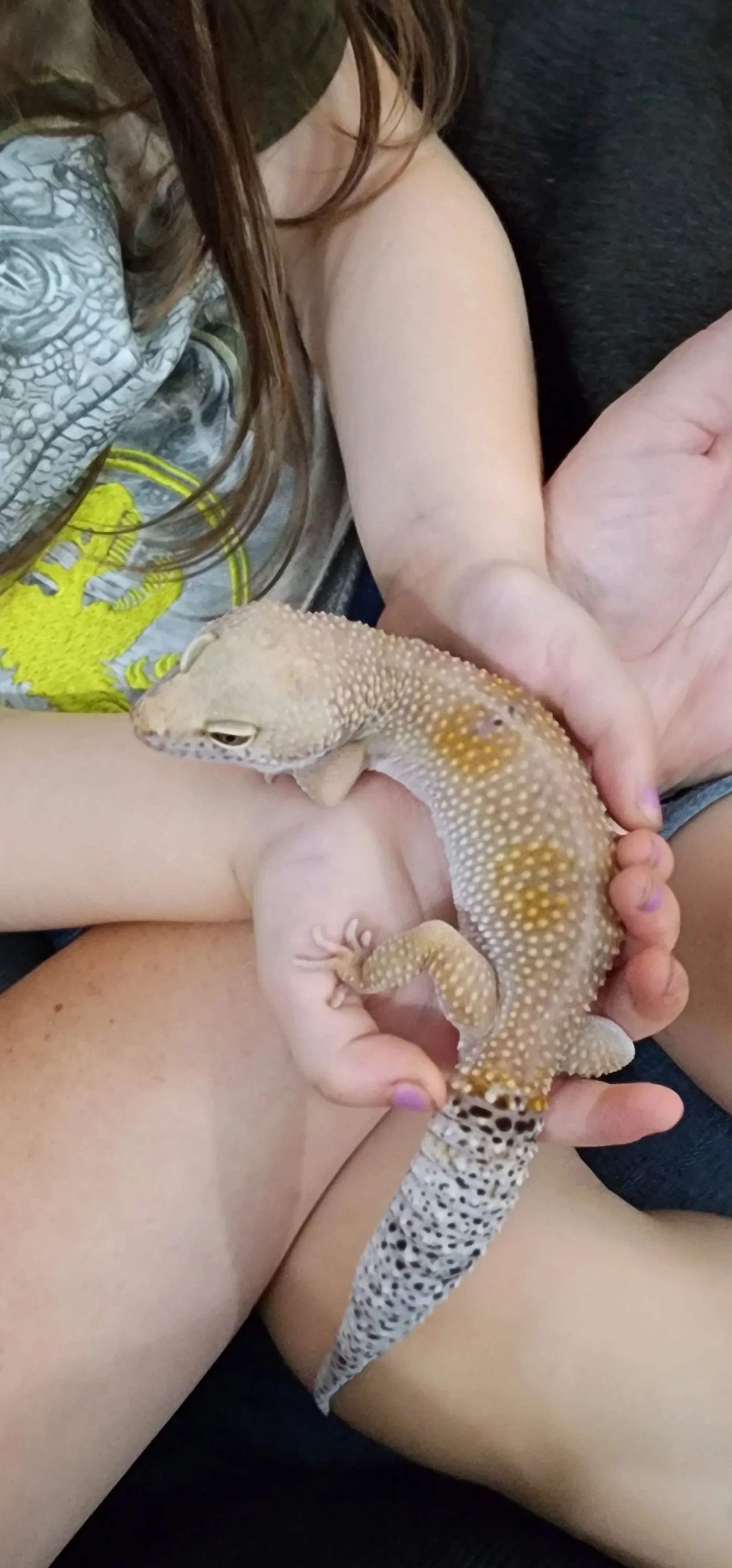 Sparkles- Leopard Gecko