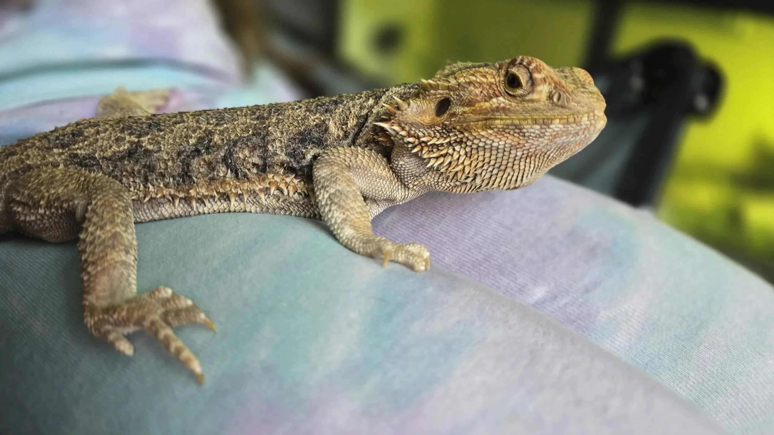 Mango- Bearded Dragon