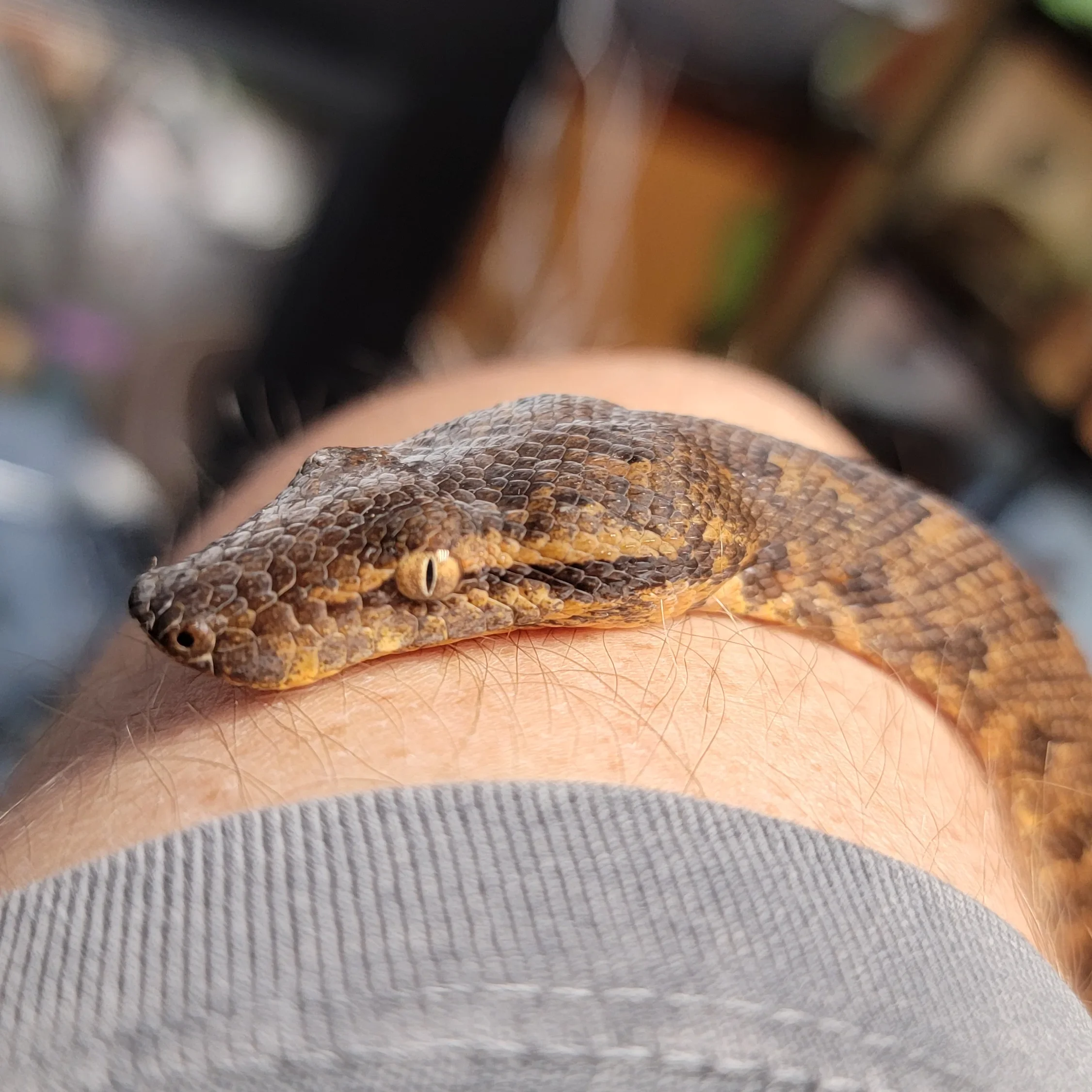 Helen- Solomon Island Tree Boa