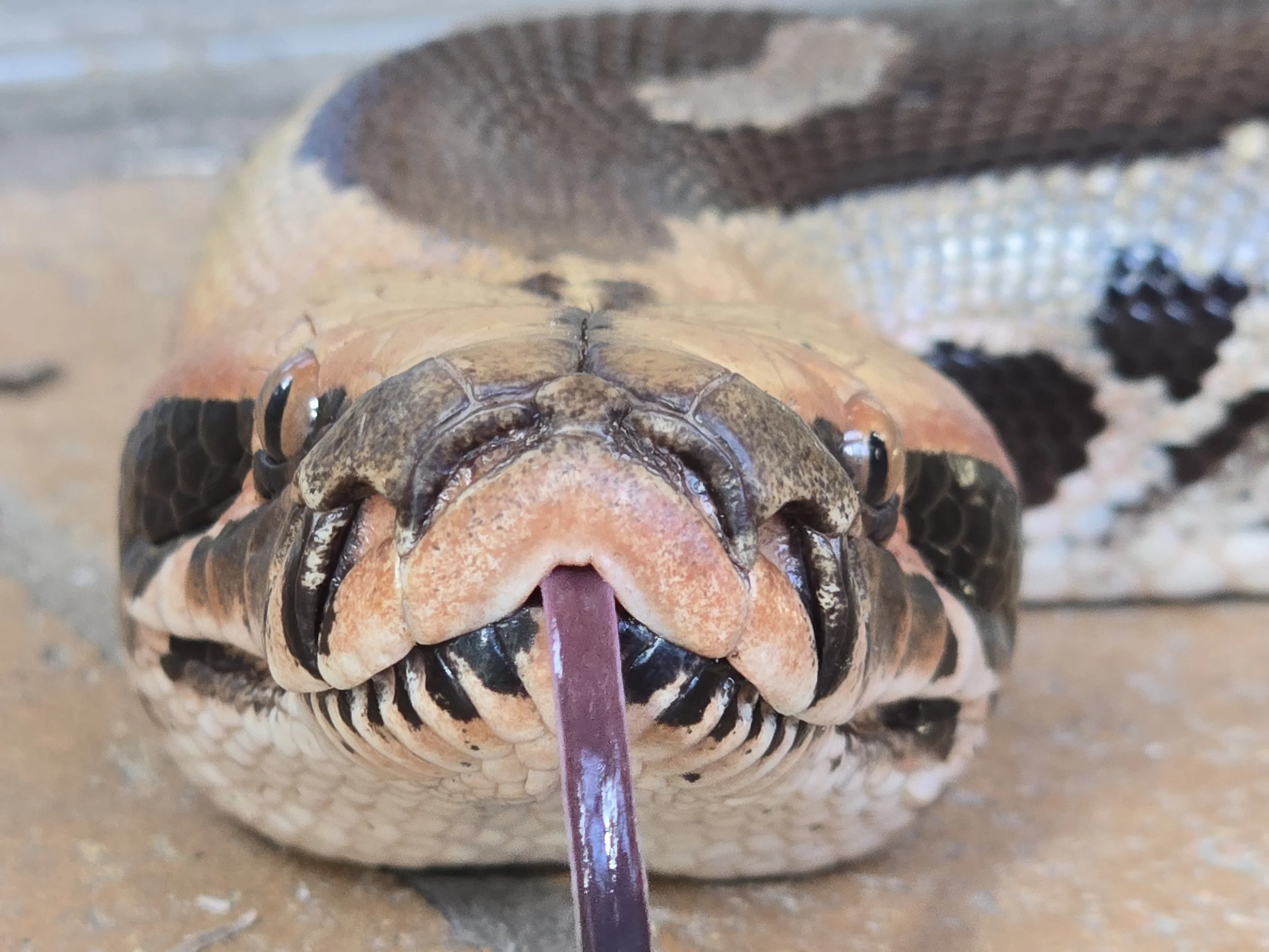 Peach- Sumatran Short-Tailed Python