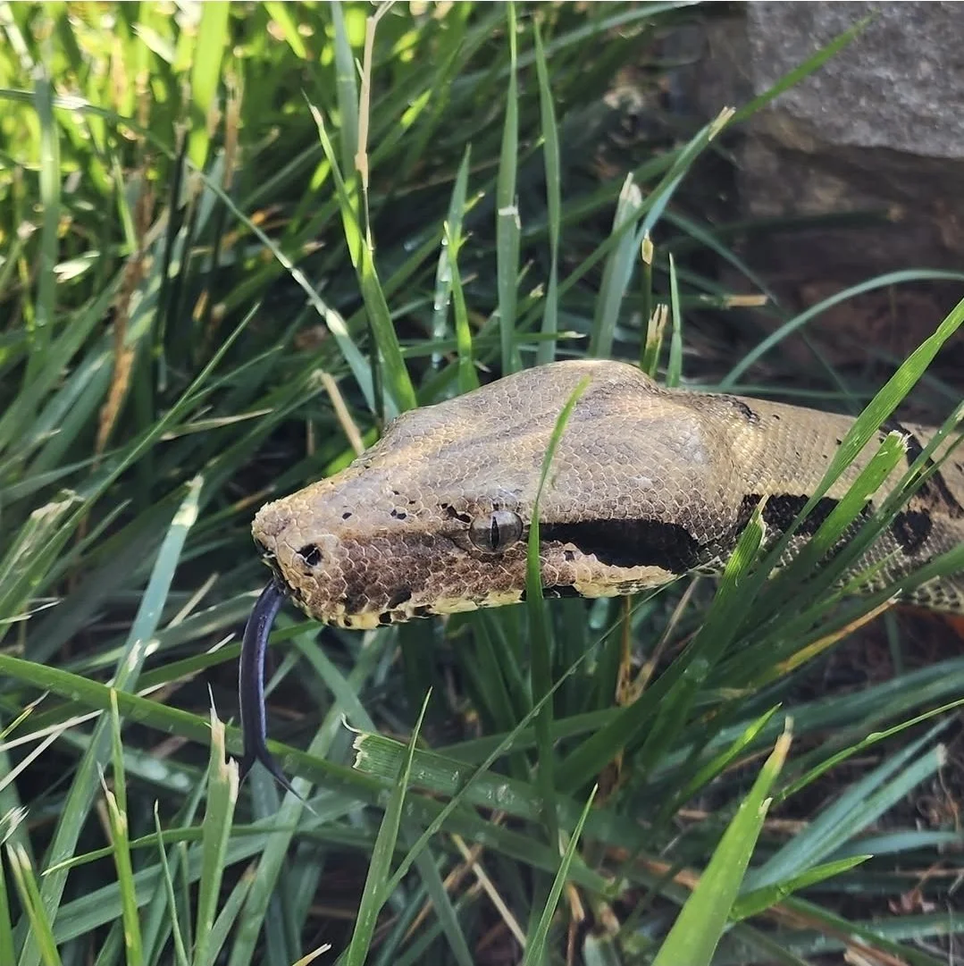 Boa Constrictor