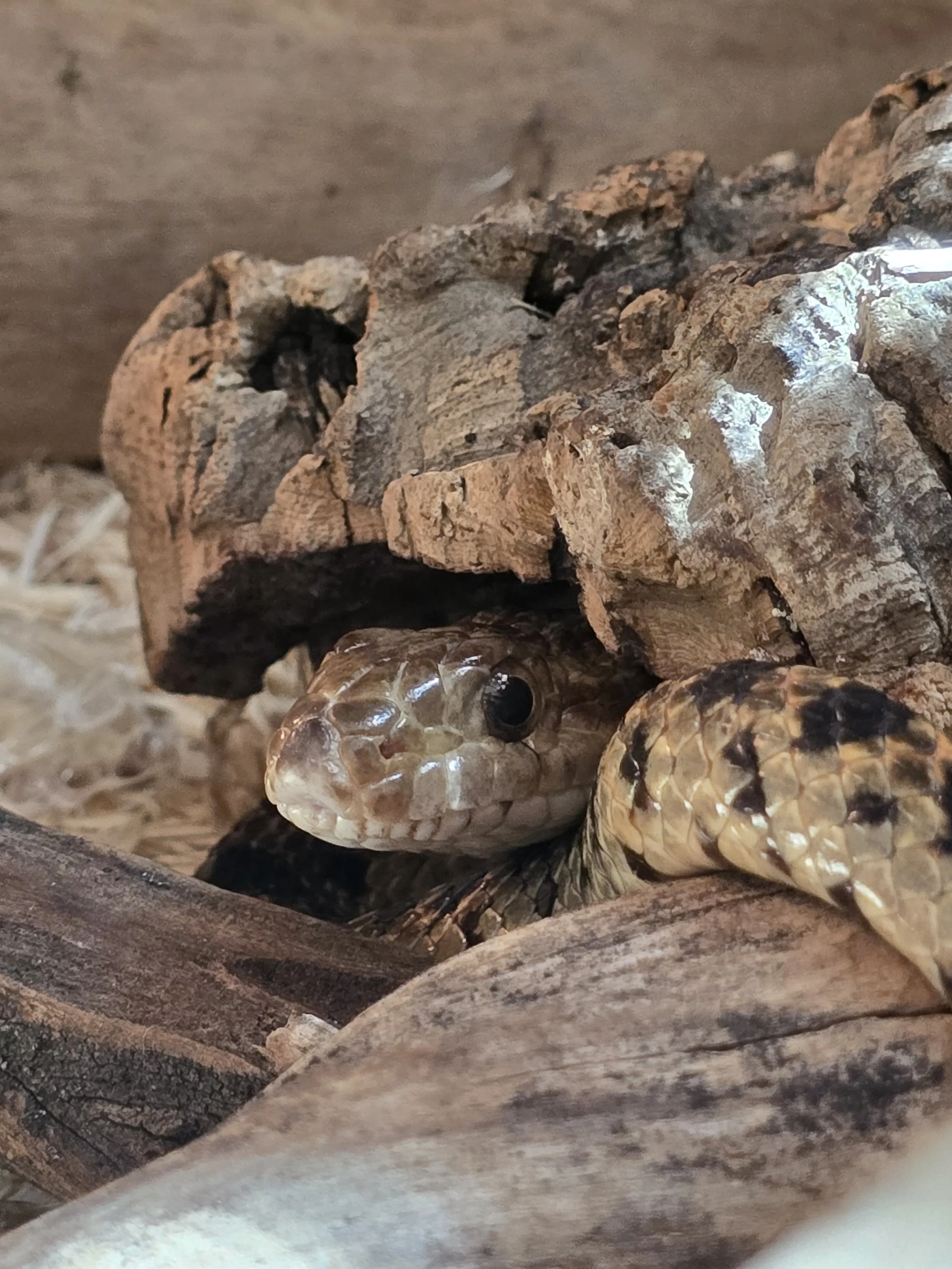 Cookie- Gopher Snake

Ambassador Animal