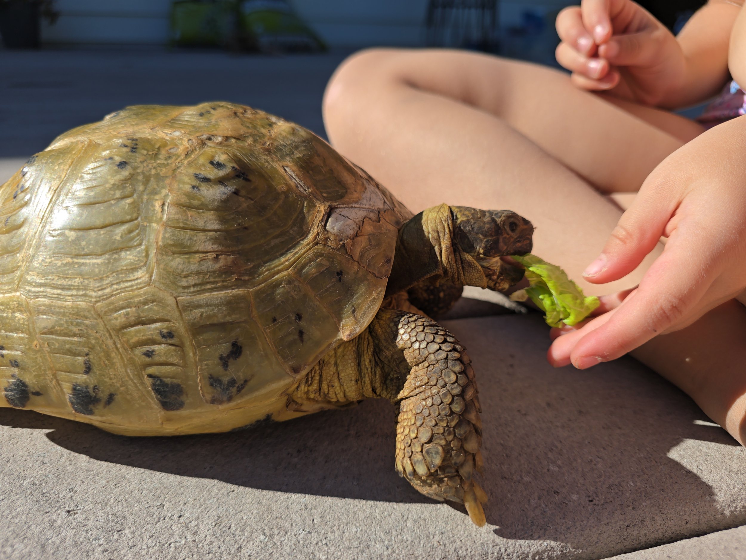 Shelly- Russian Tortoise