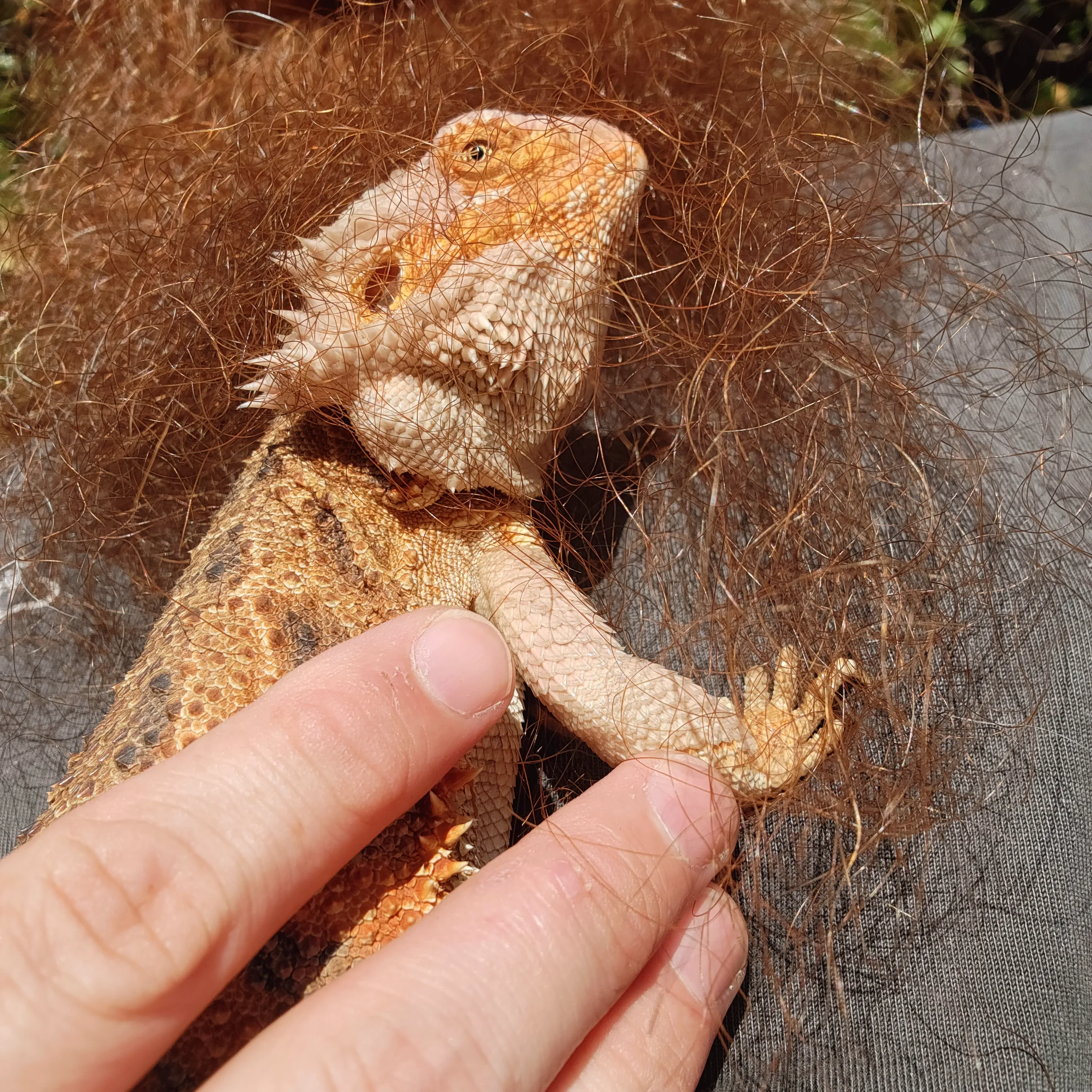 Mango- Bearded Dragon