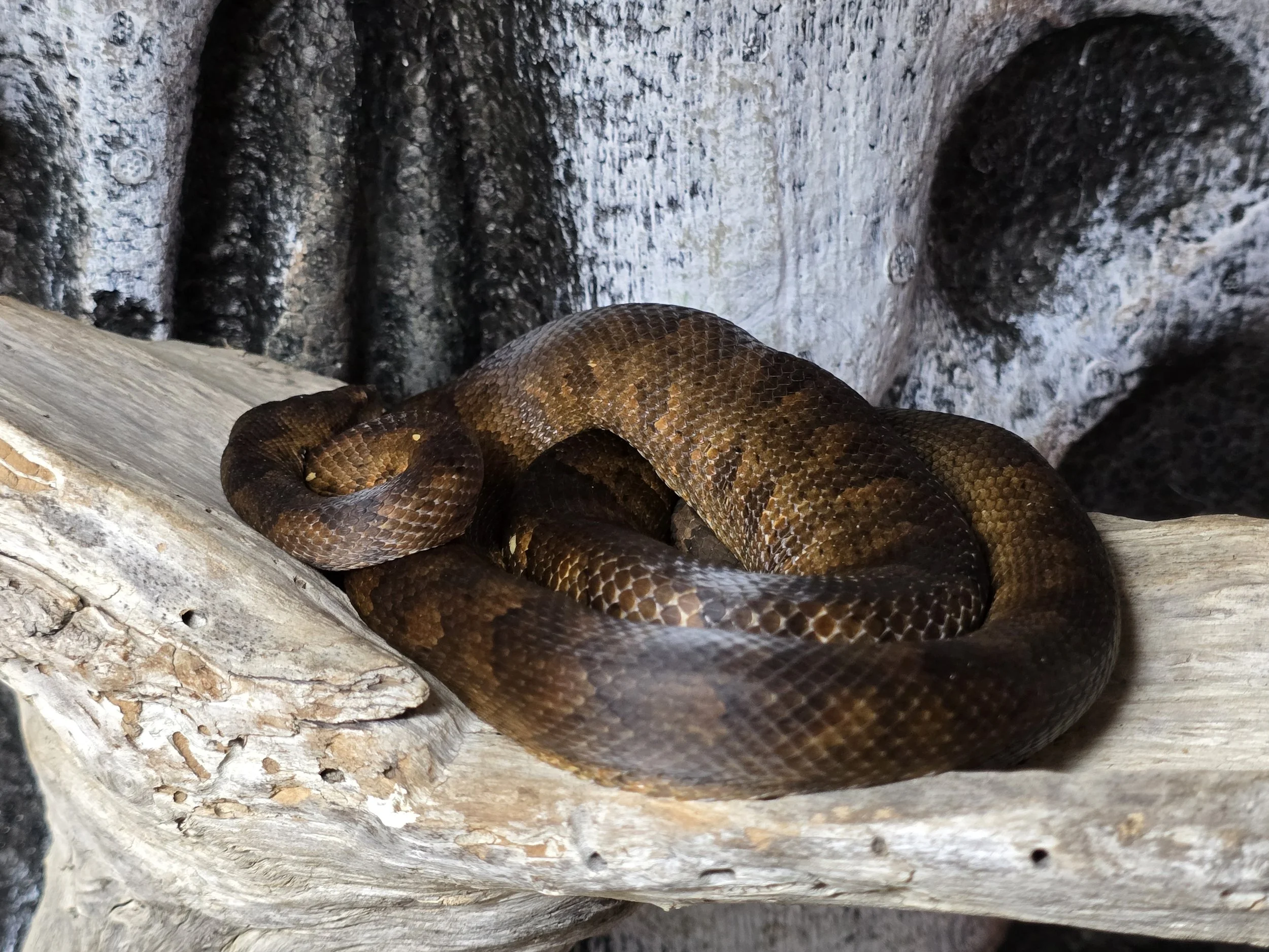 Helen- Solomon Island Tree Boa