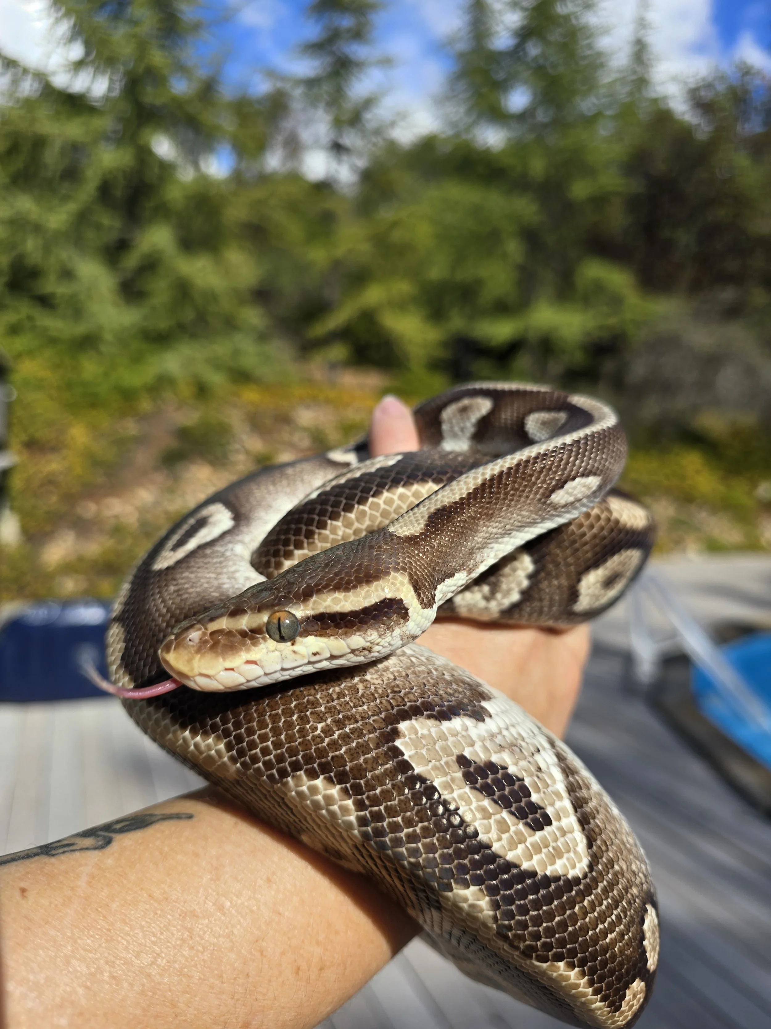 Latte- Ball Python