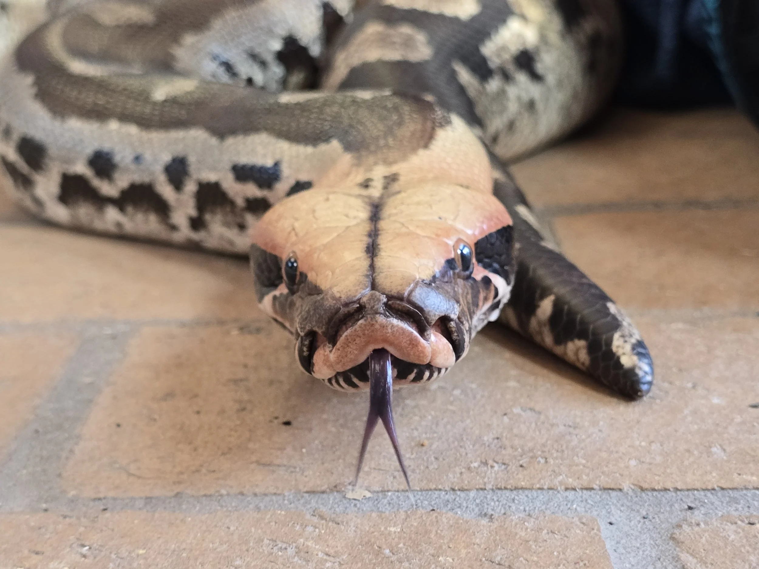Peach- Sumatran Short-Tailed Python