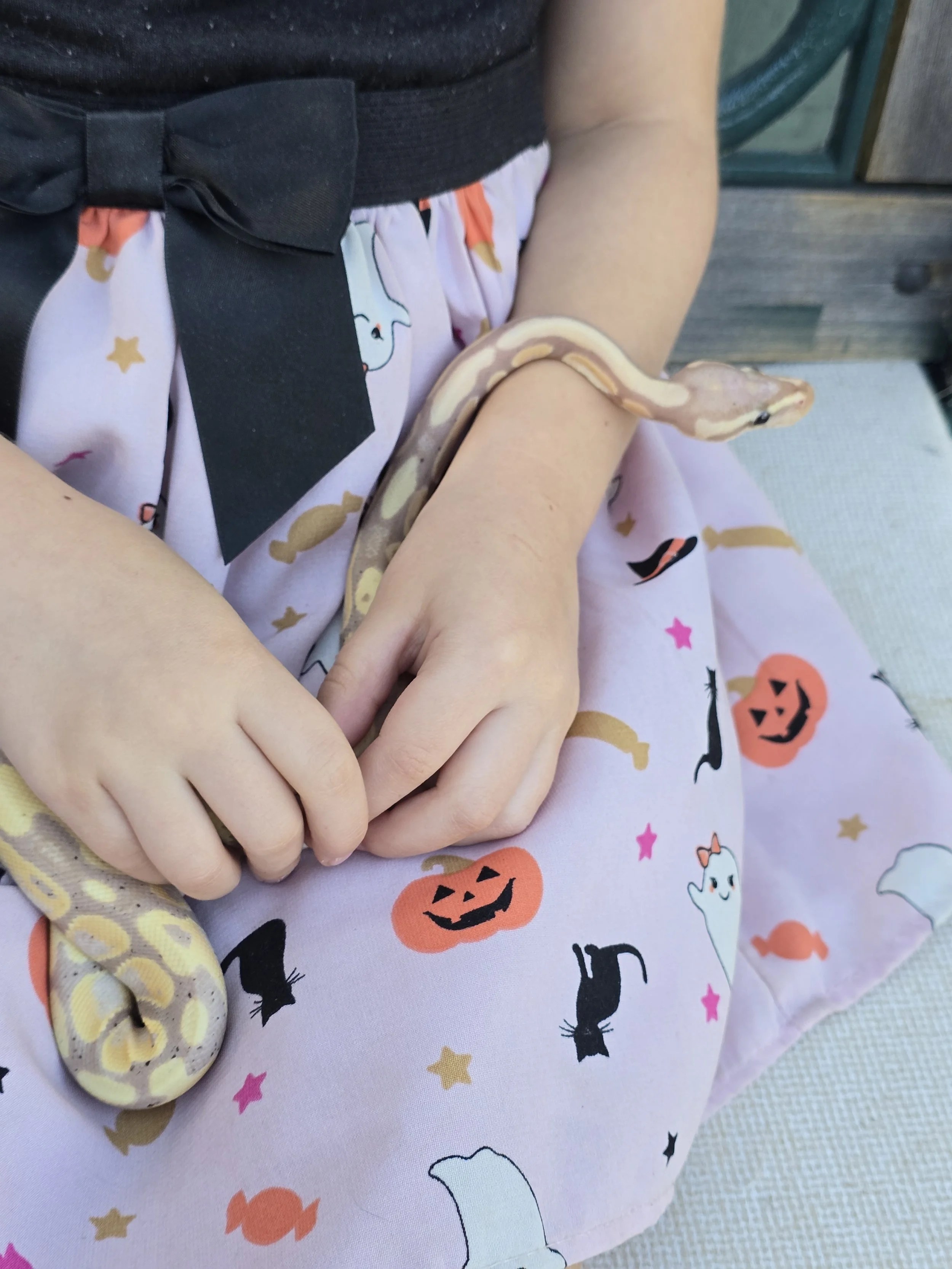 Muffin- Ball Python