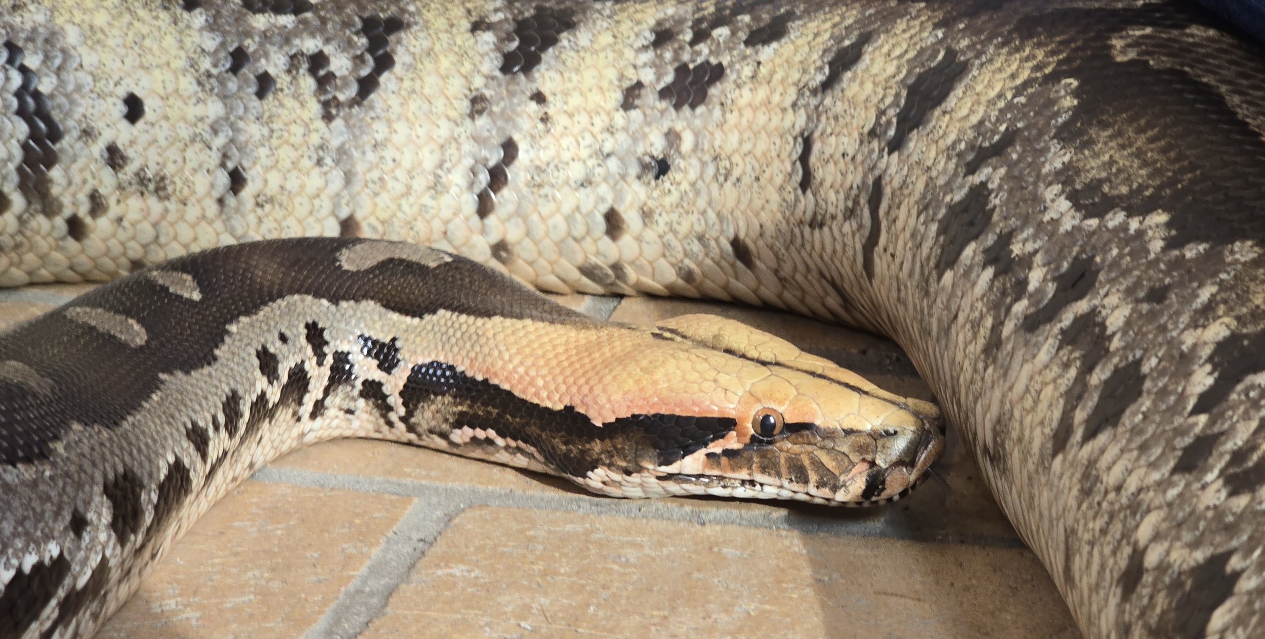 Peach- Sumatran Short-Tailed Python
