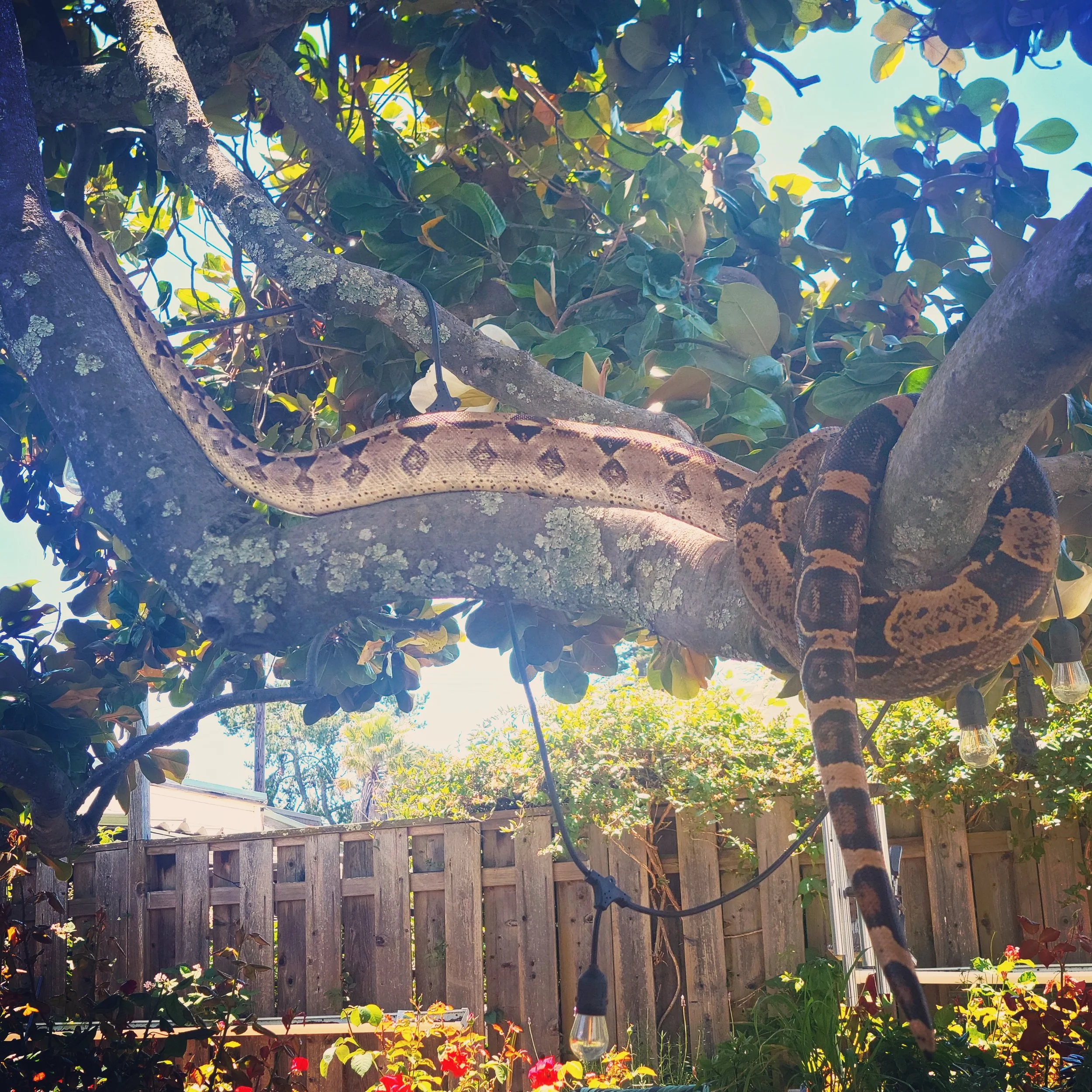 Cuddles- Boa Constrictor