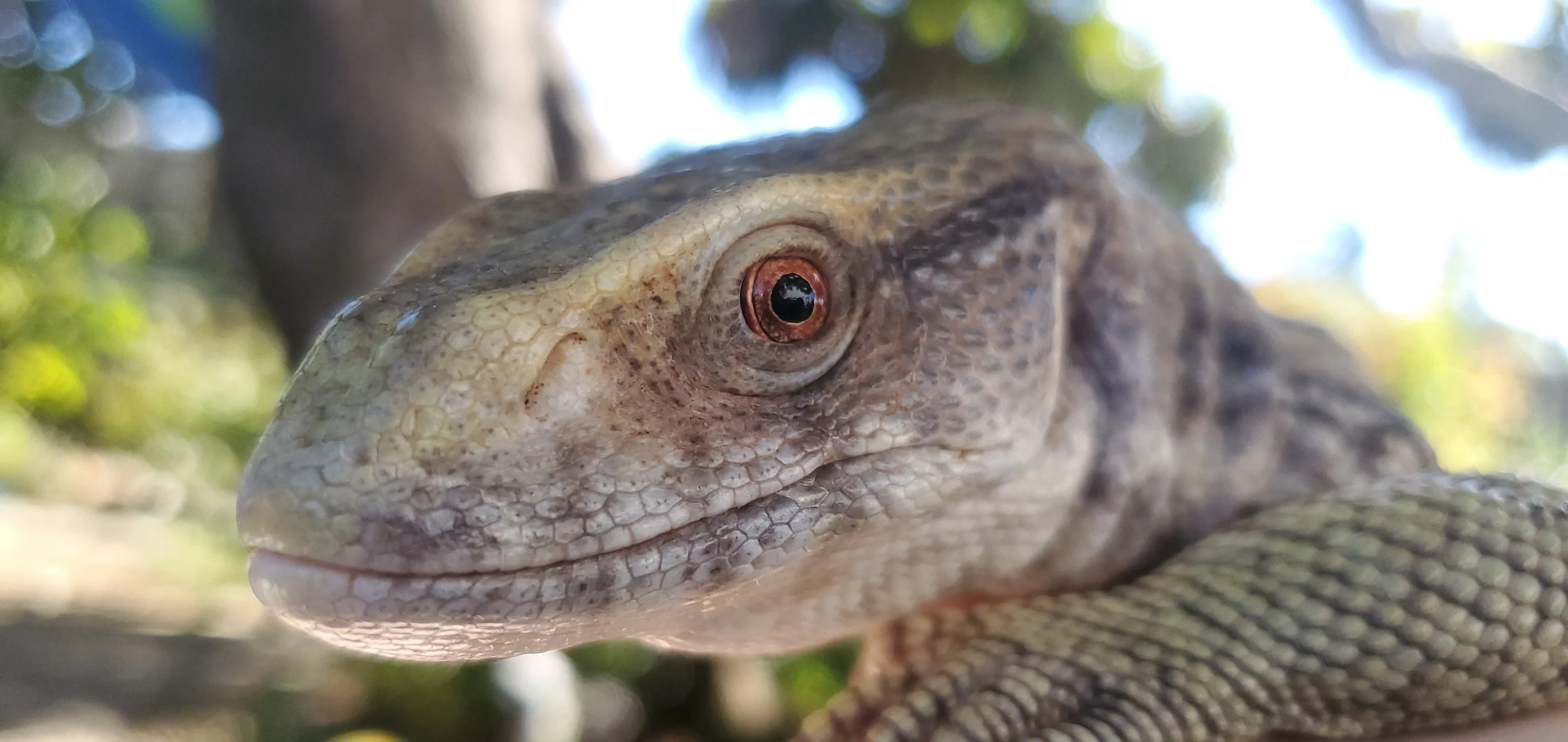 Savannah Monitor