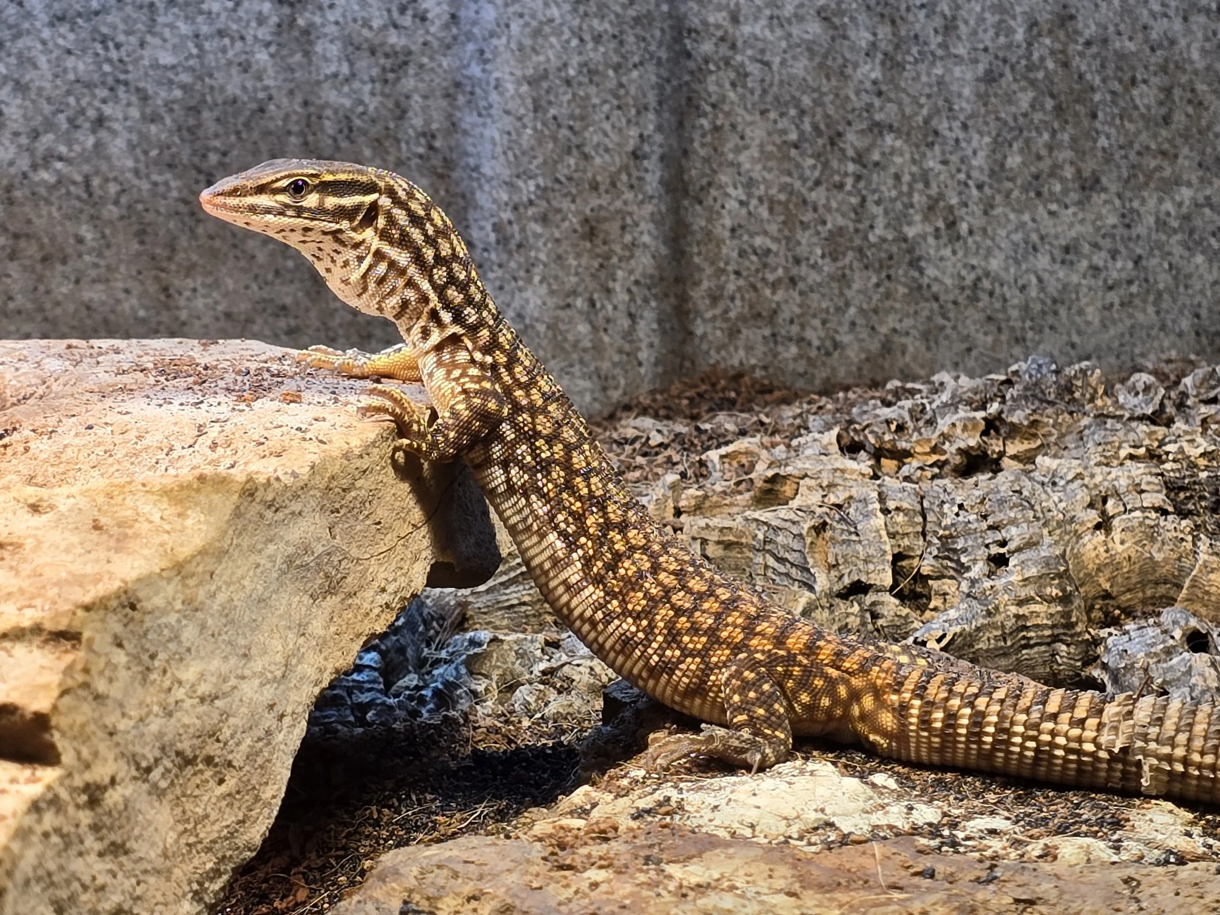 LeeLoo- Ackie Monitor