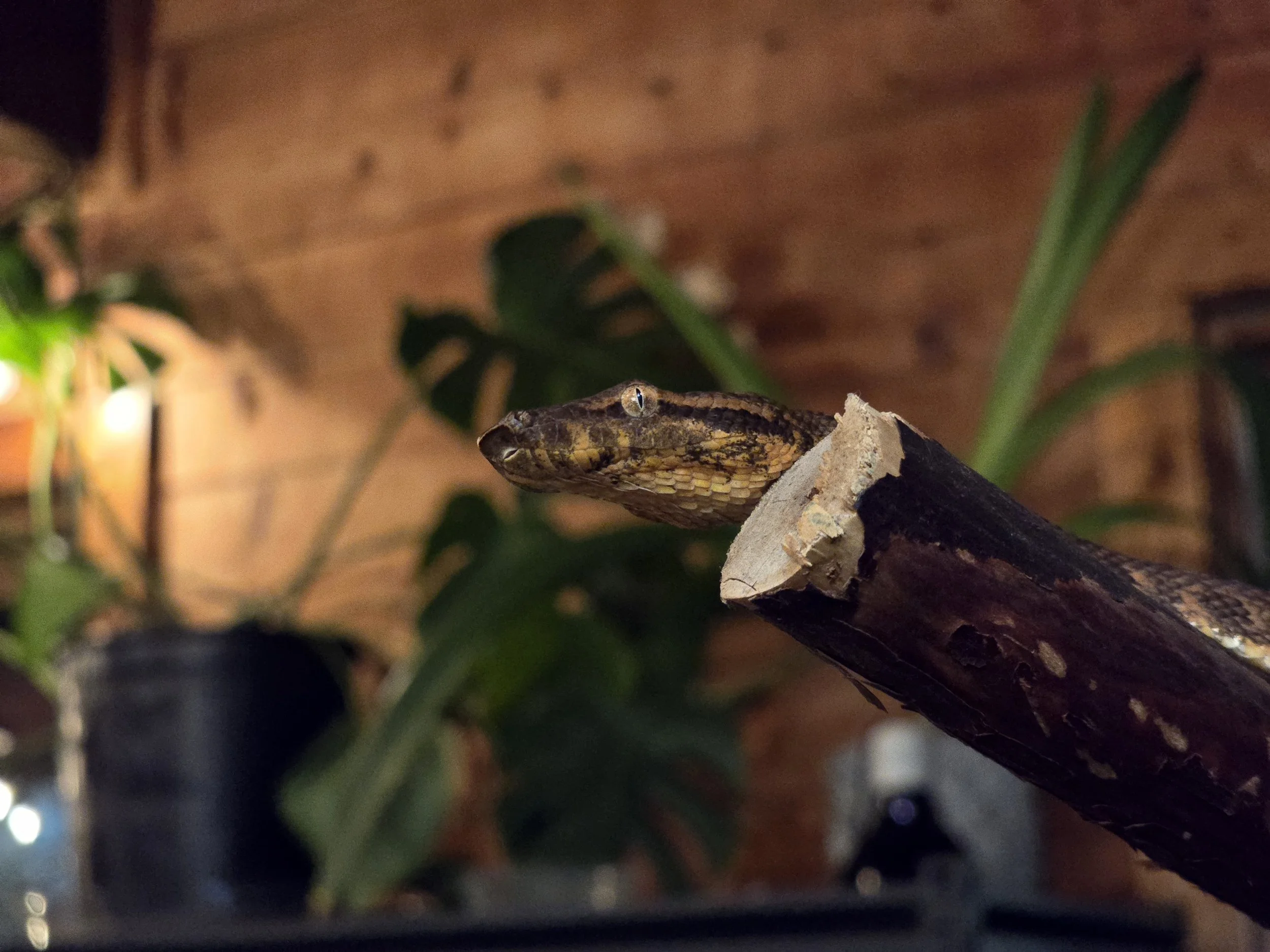 Helen- Solomon Island Tree Boa