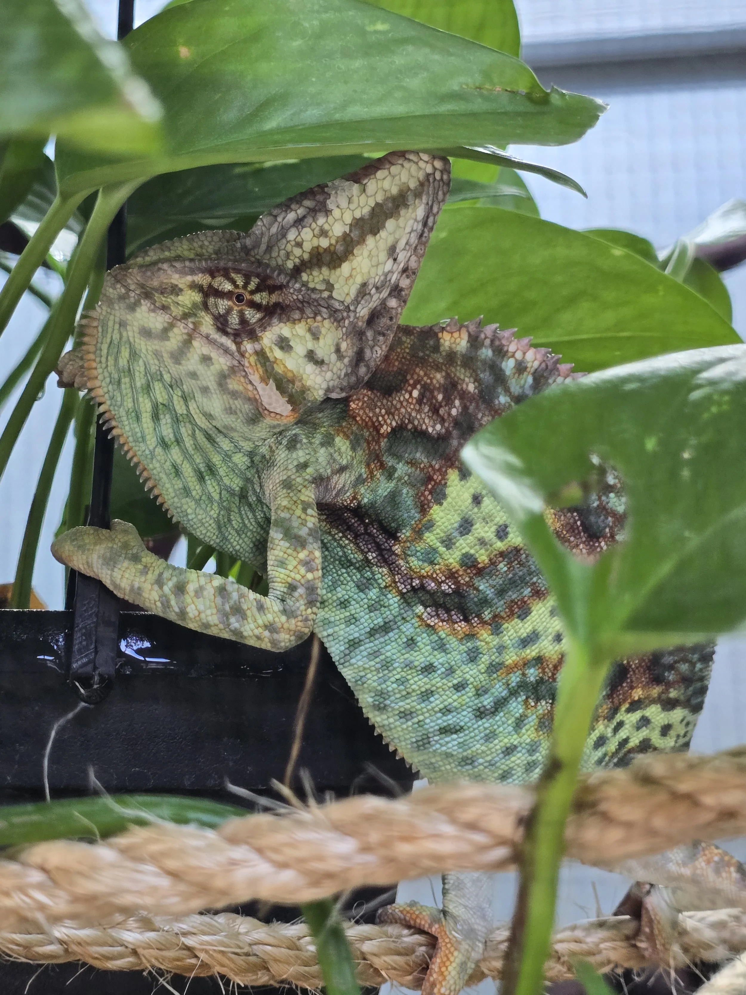 Petrie- Veiled Chameleon