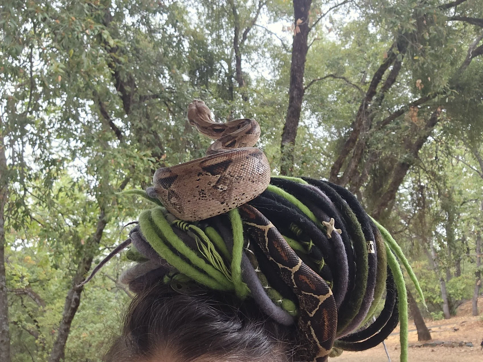 Muldoon- Nicaraguan Dwarf Boa 