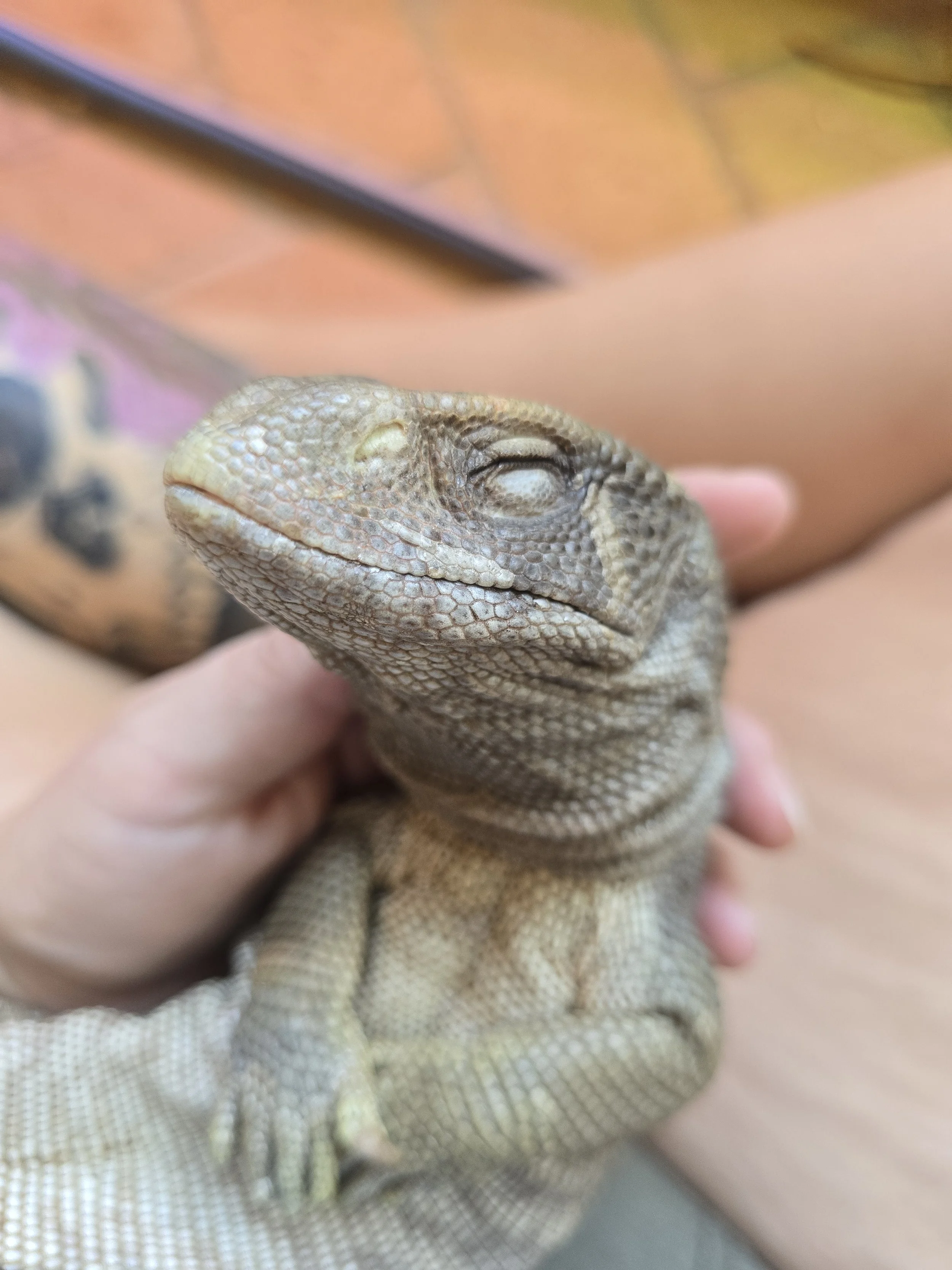 Chomper- Savannah Monitor