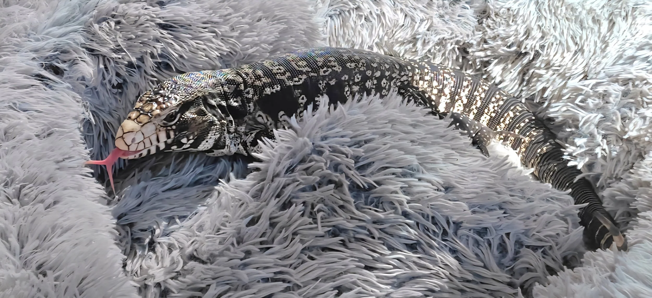 Senor- Argentine Tegu