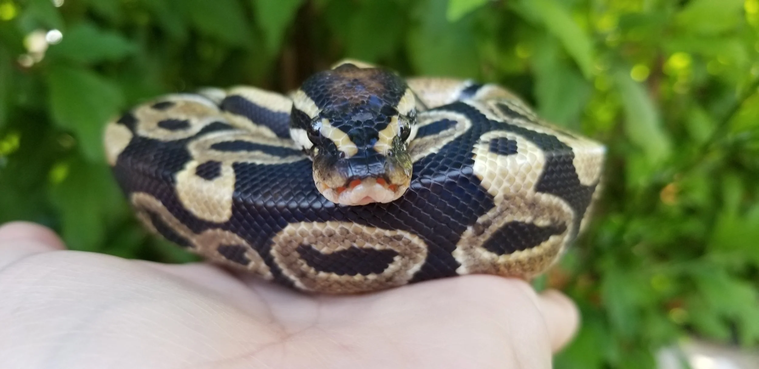 Ball Python- Adopted!